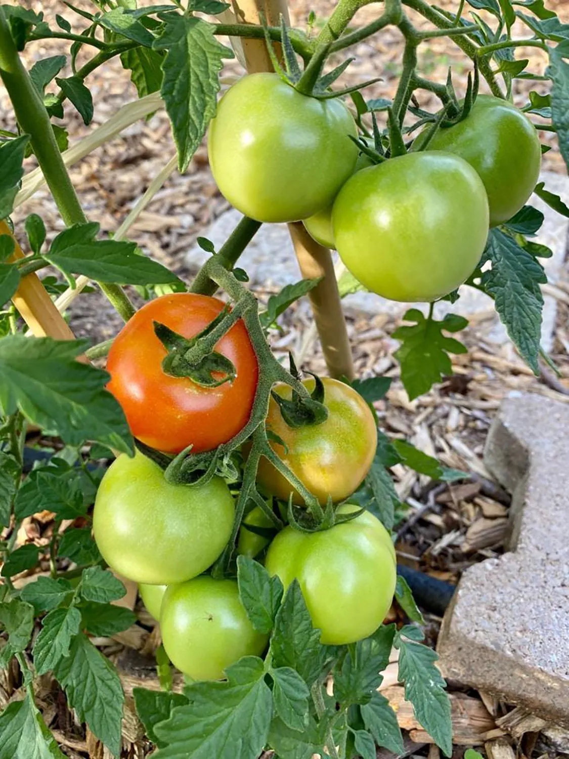 Du côté de chez Sam