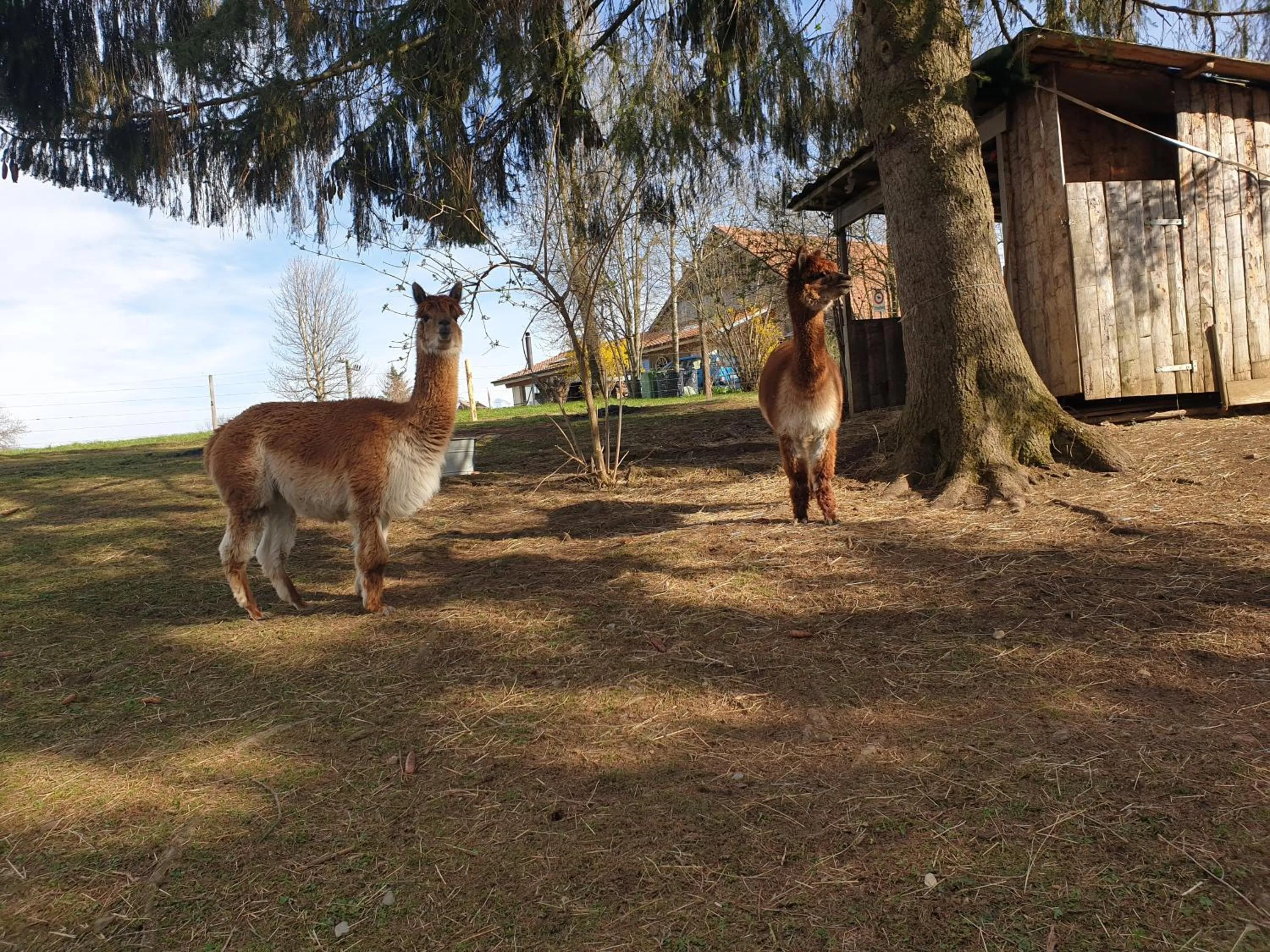 Erlebnisland Grizzlybär