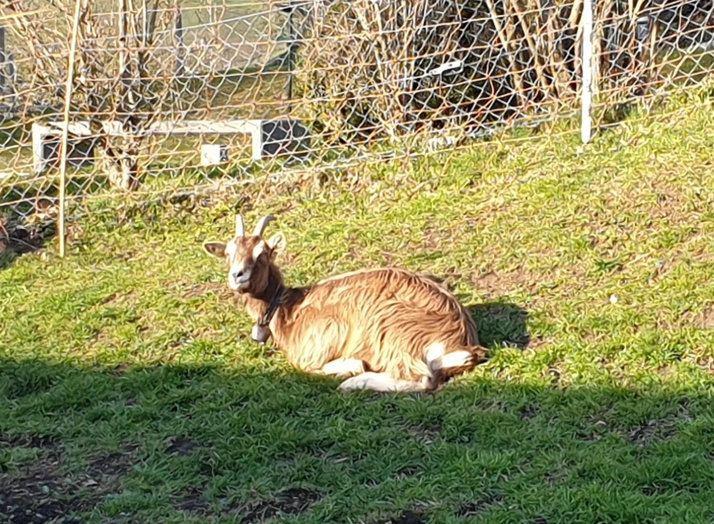 Erlebnisland Grizzlybär