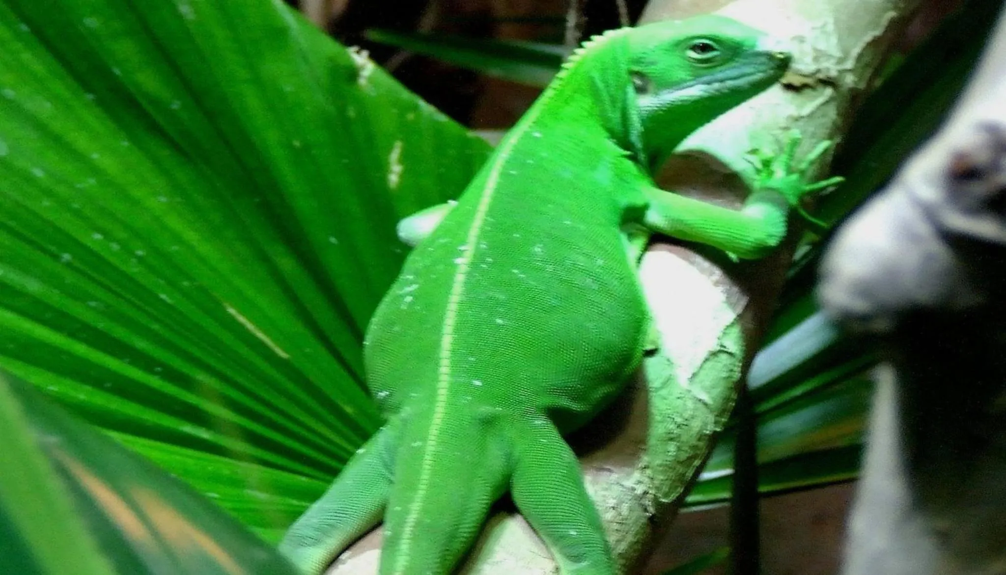 Vanuatu Beachfront Apartments