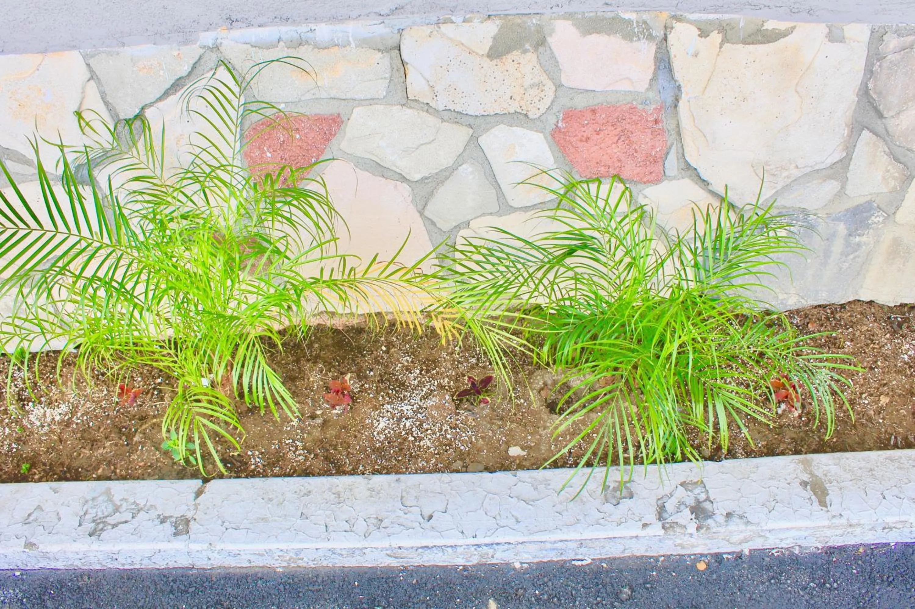 Garden in Arlington Motel