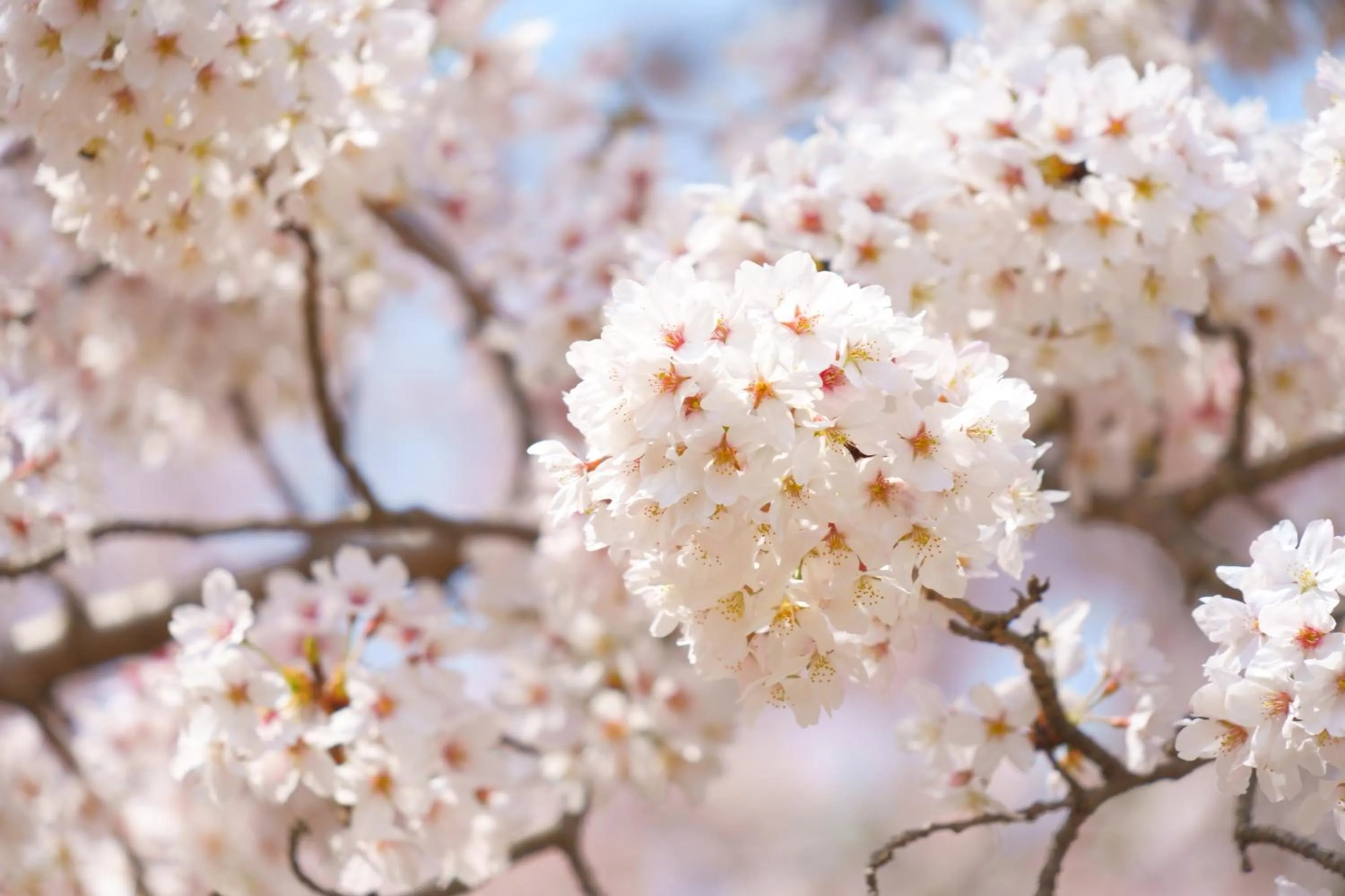 Spring in Guest House Atagoya