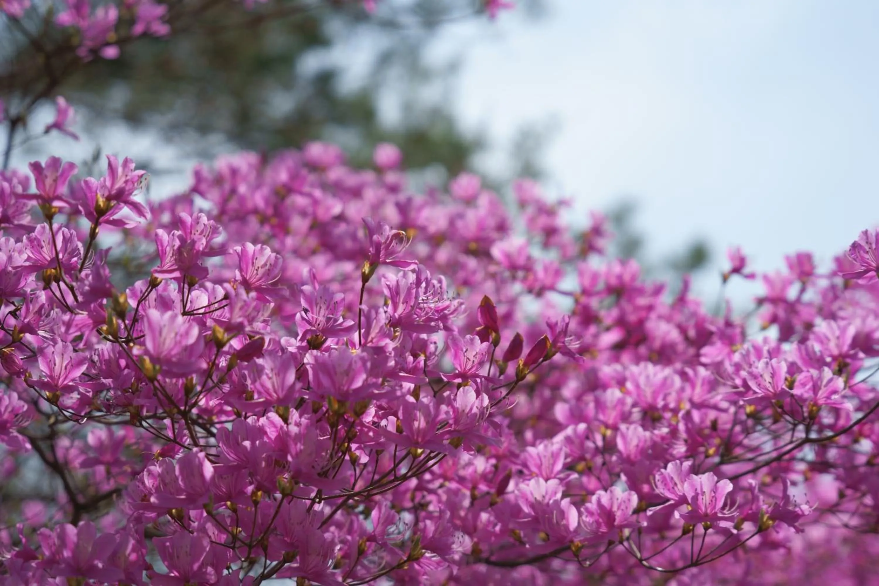 Spring in Guest House Atagoya