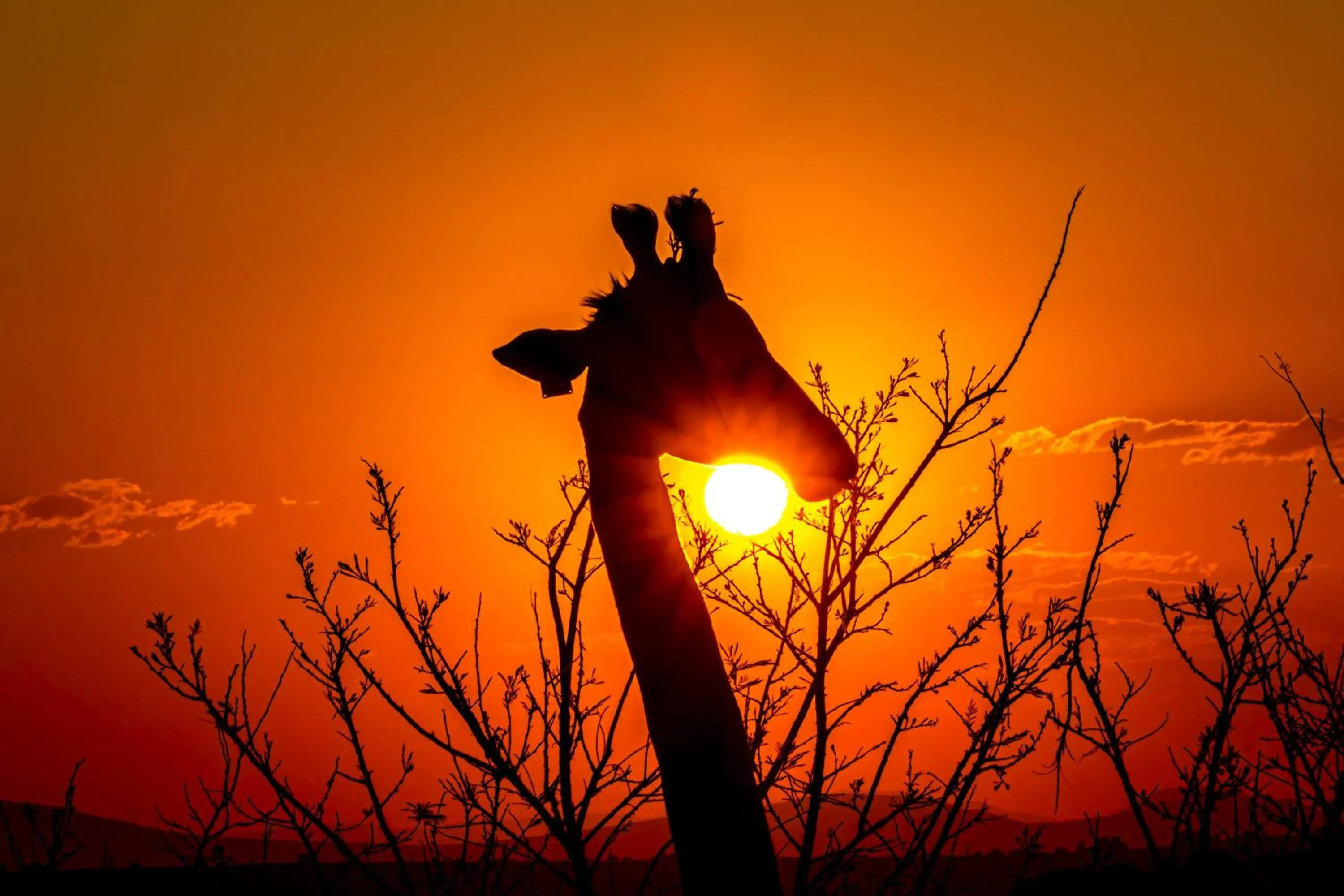 Animals in Valley Lodge - Babanango Game Reserve