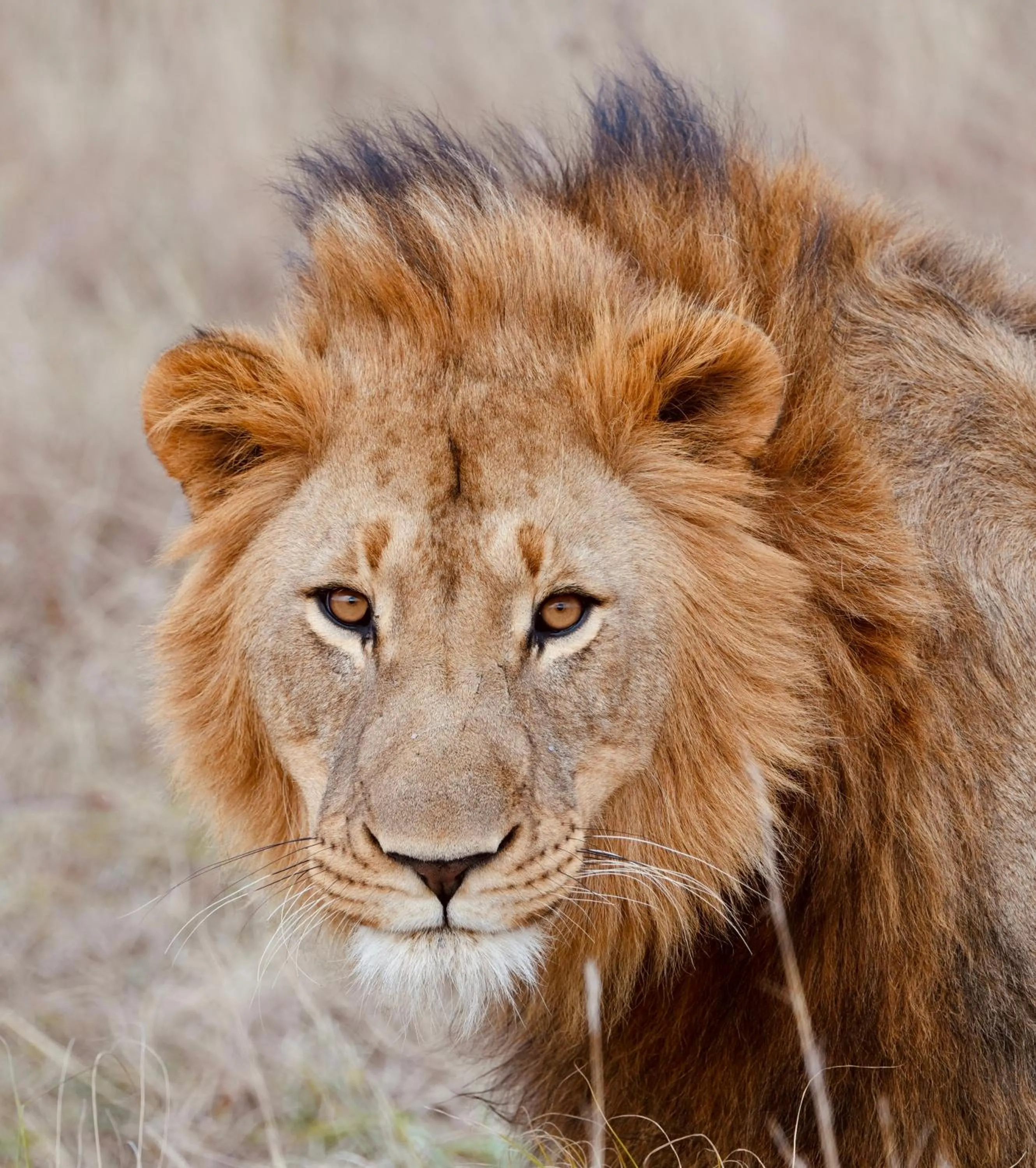 Animals in Valley Lodge - Babanango Game Reserve