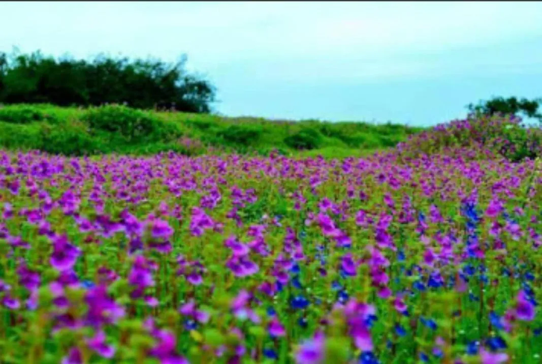 Natural landscape in Vamoose Laxmi Hill Resort