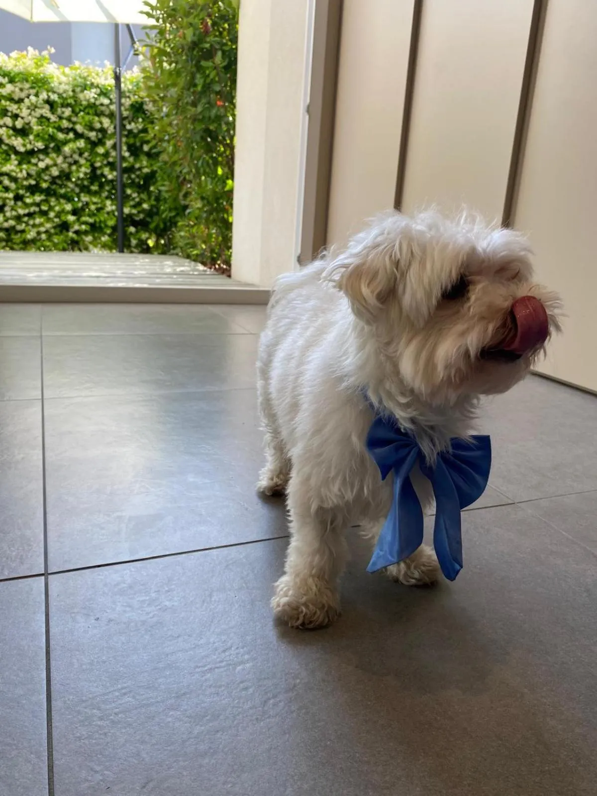 Animals in Amare Suite & Apartments