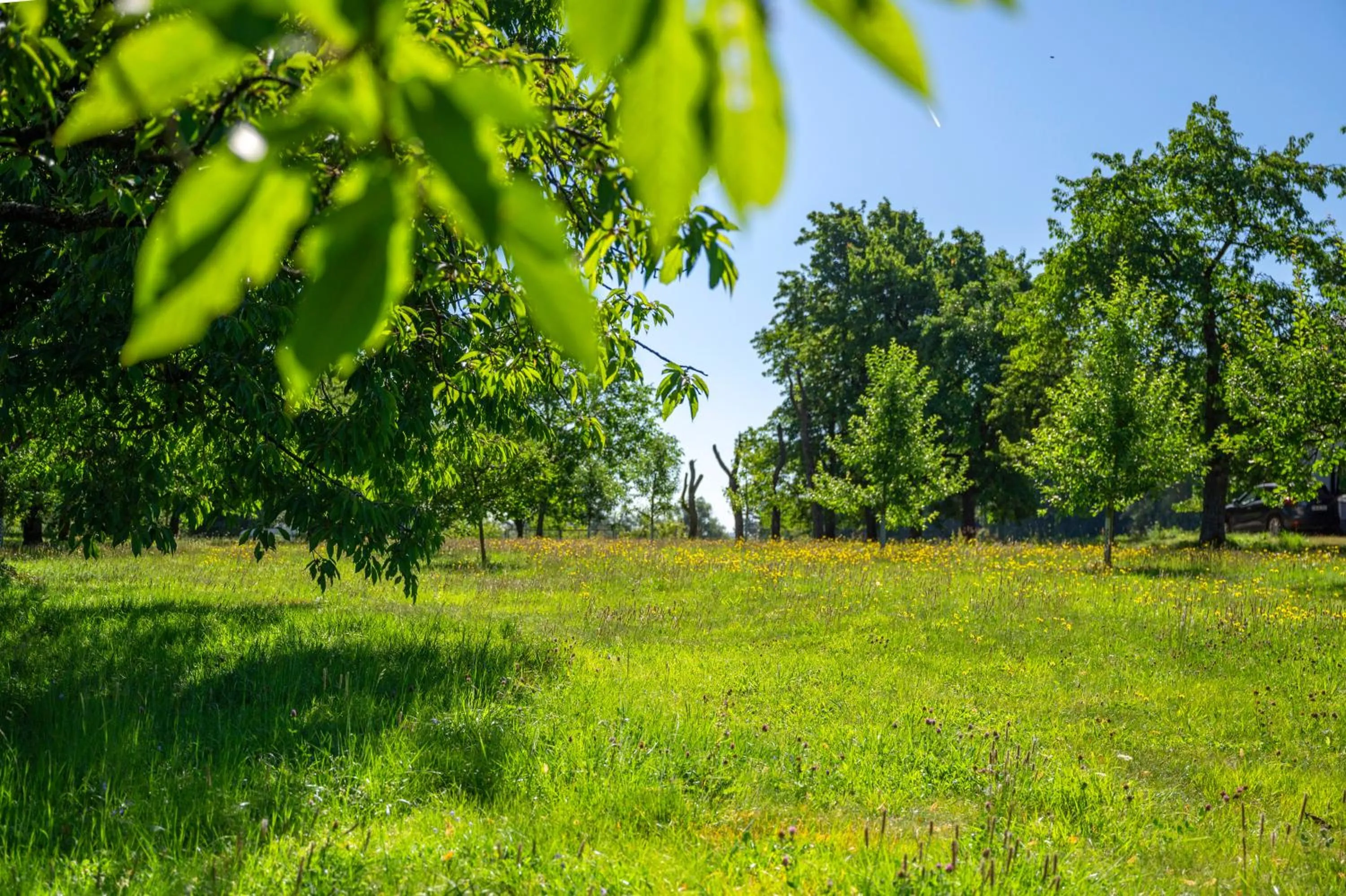 Garden in Hotel Schloßberg