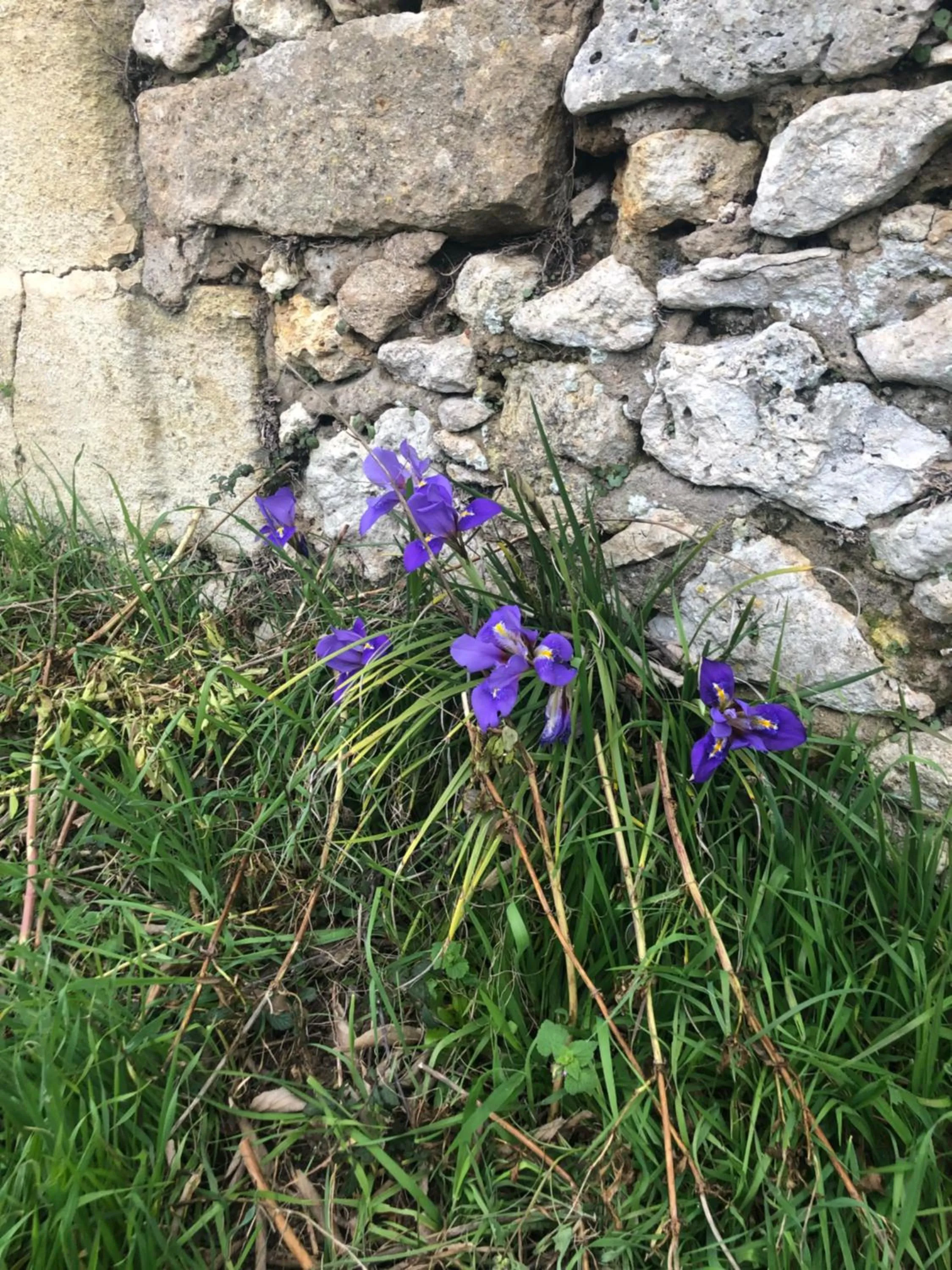 Garden in Château Destinée