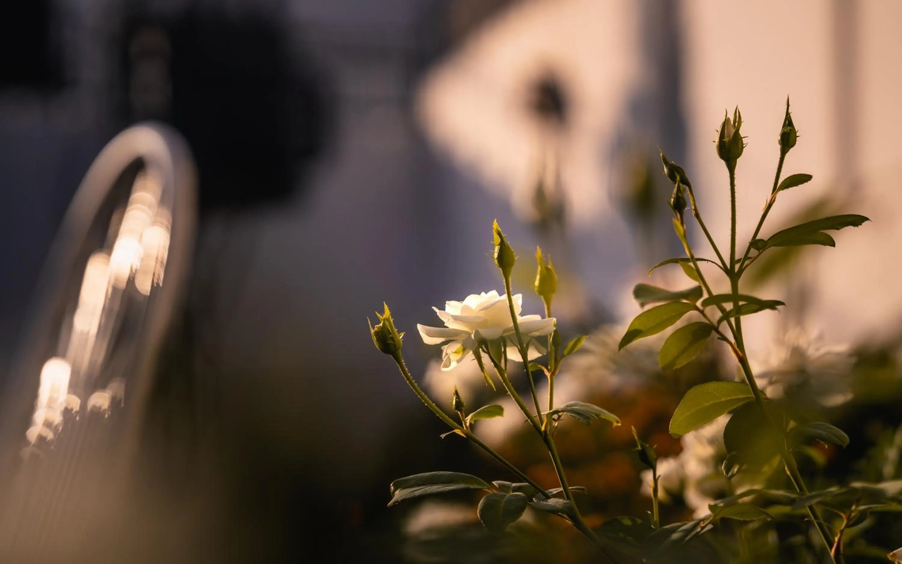 Garden in ISLE OF HIGHLAND TOURS Guest House