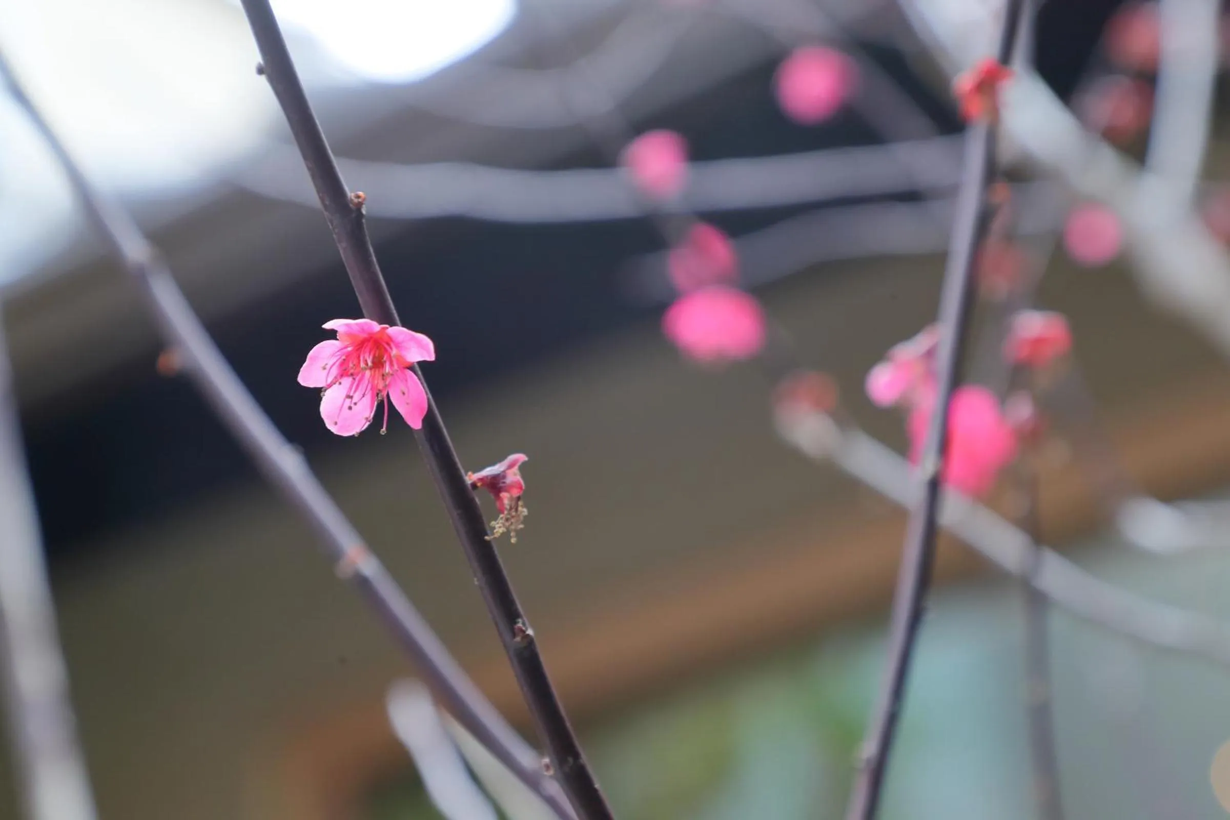 Garden in Kyo no oozora SAIKA