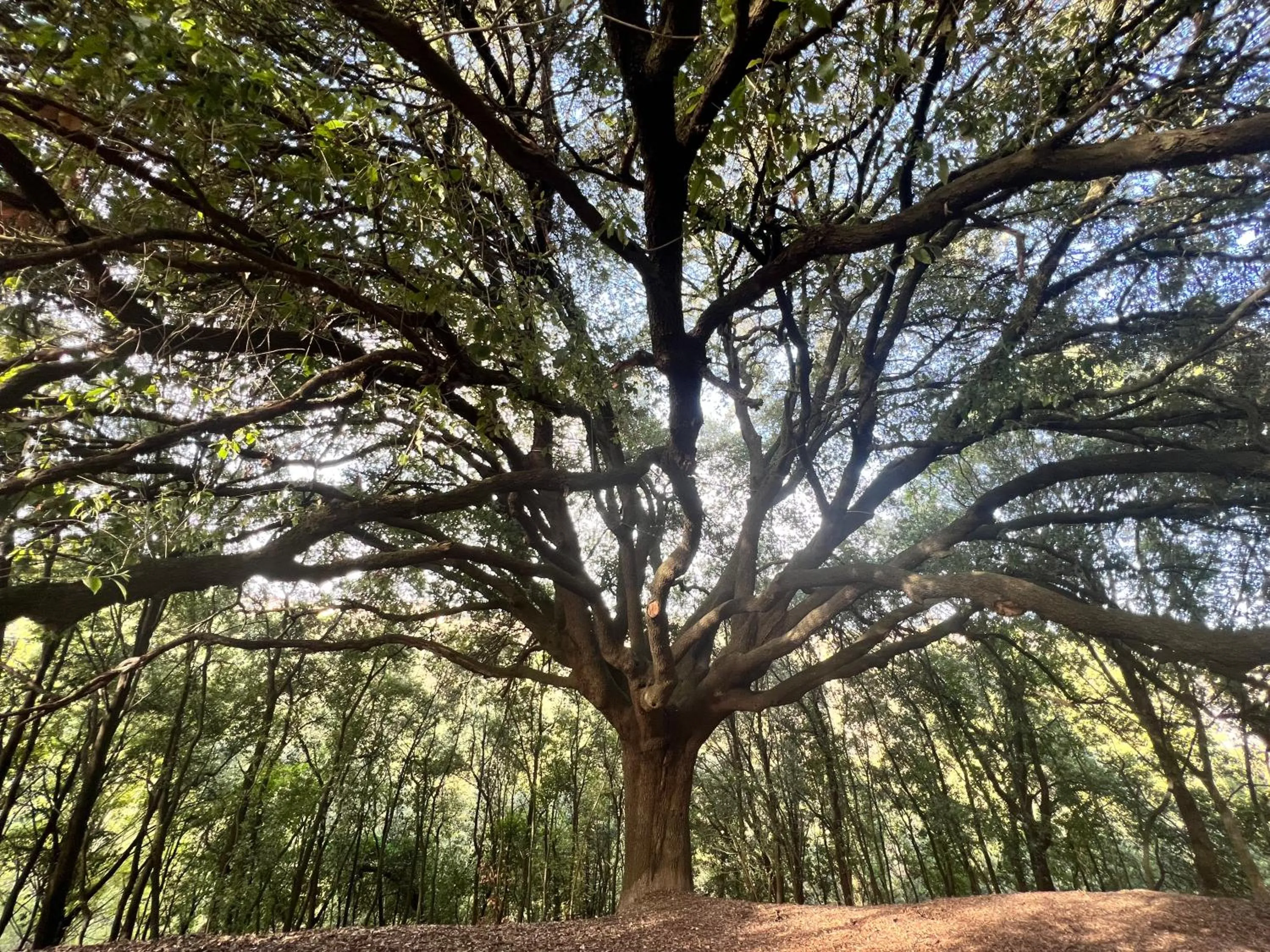 Garden in Villa Santa Chiara