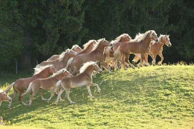 Animals in Haflingerhof