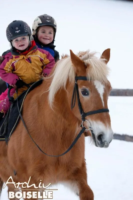 Horse-riding in Haflingerhof