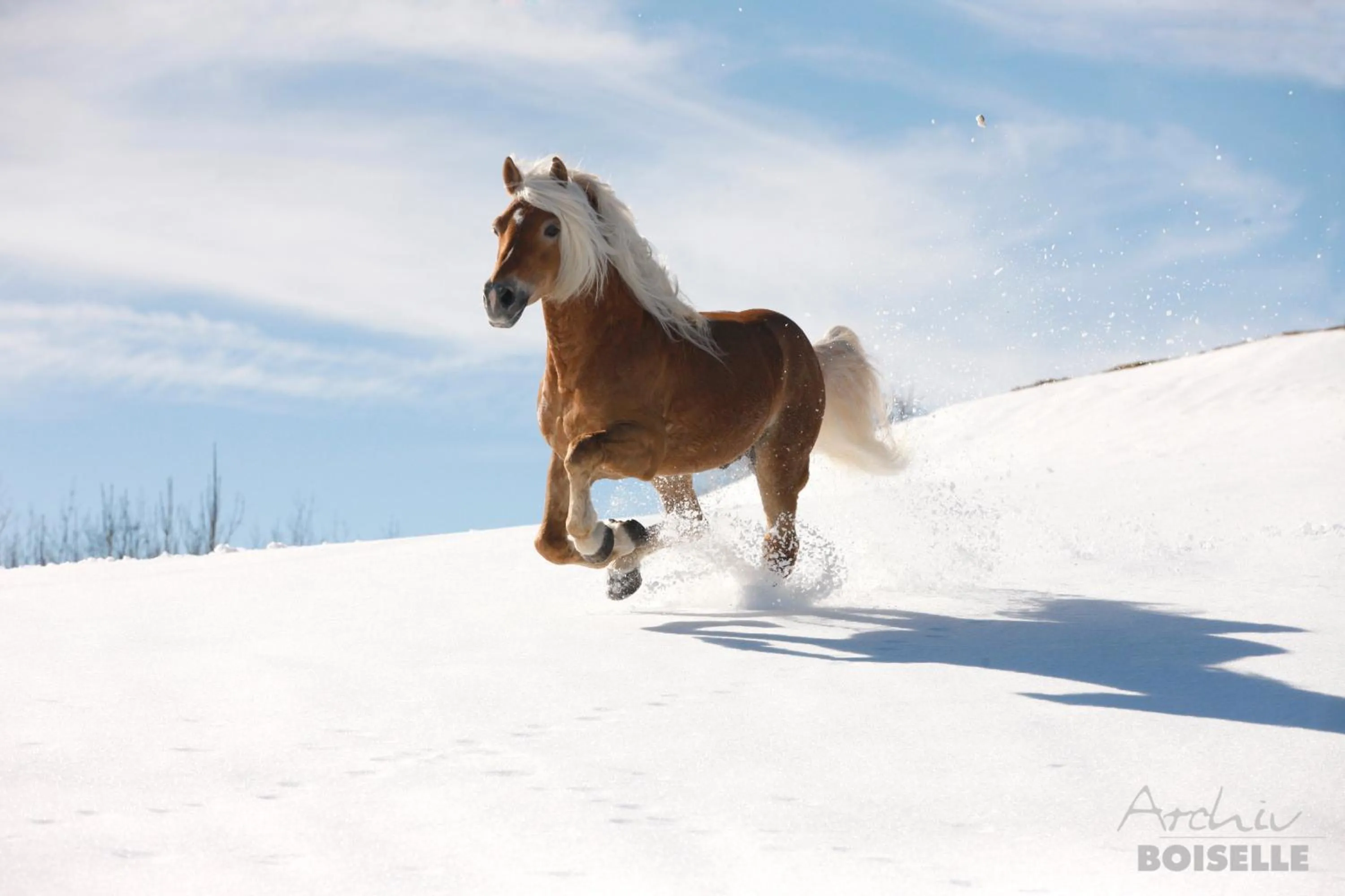 Animals in Haflingerhof