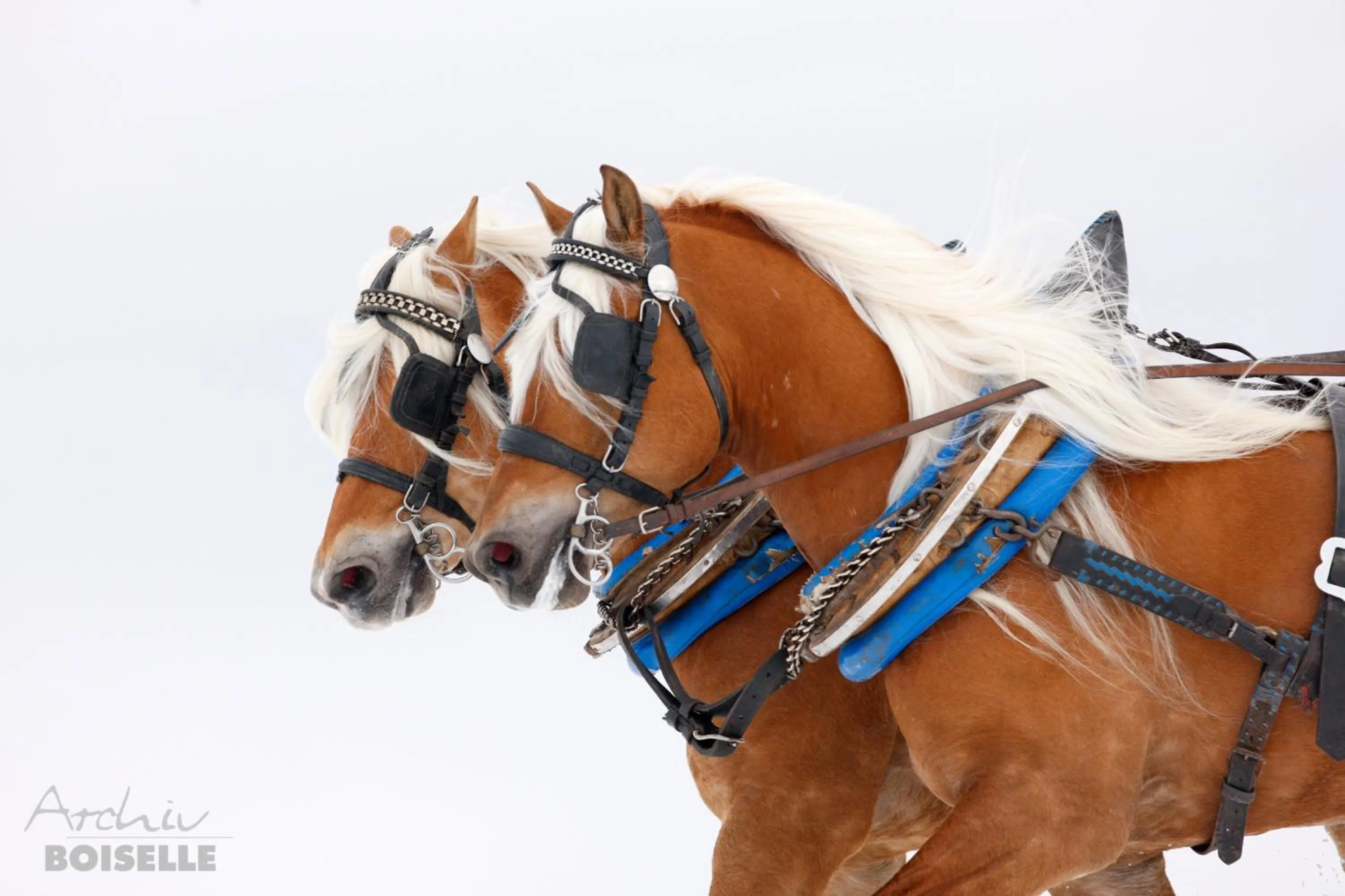 Animals in Haflingerhof