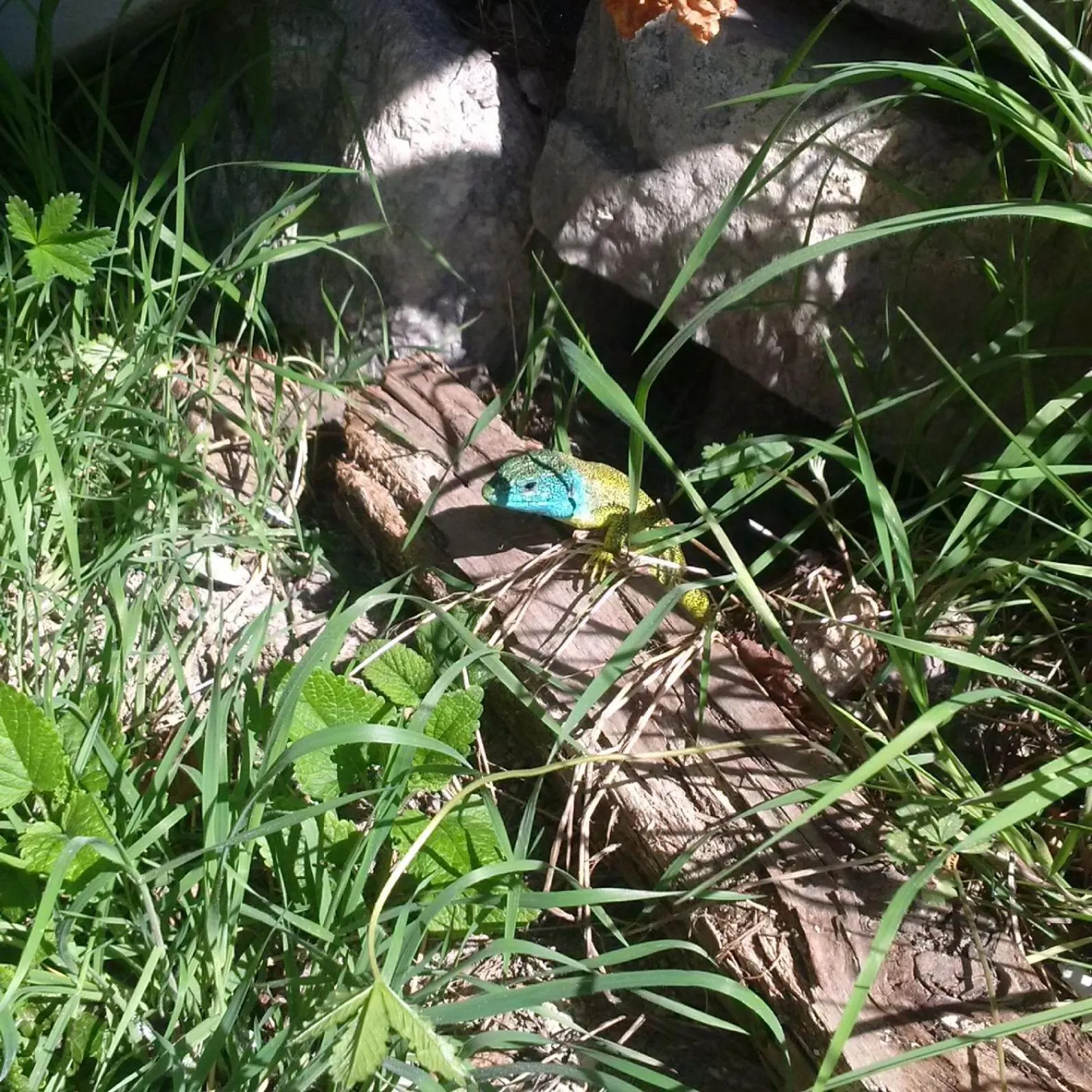 Natural landscape in Le Relais des Cavaliers