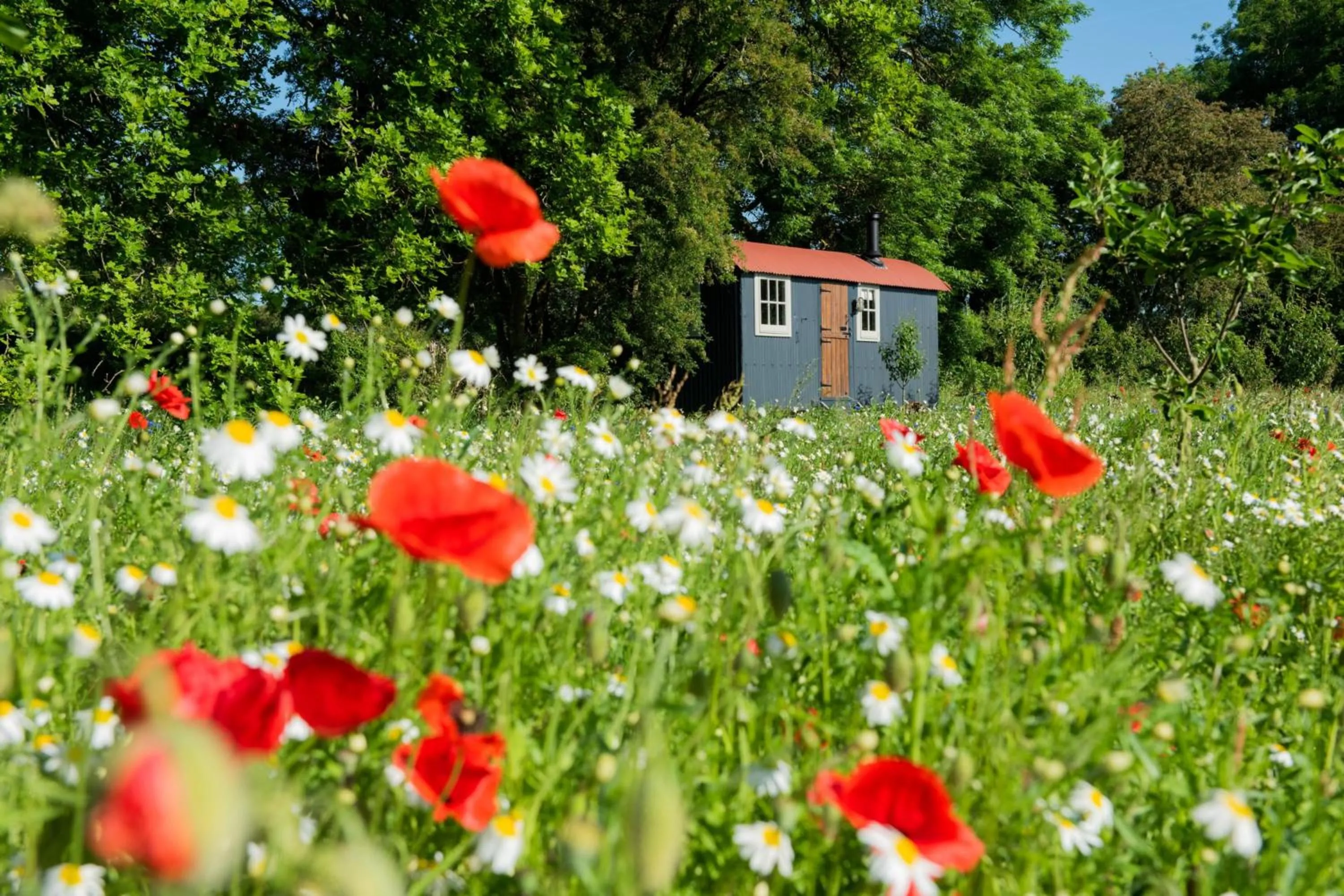 One-Bedroom Chalet in Wellbeing Orchard