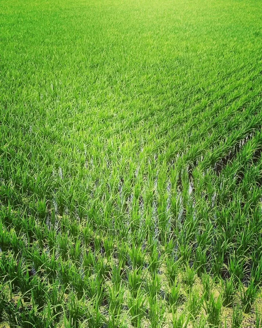 Restaurant/places to eat in Morinouta