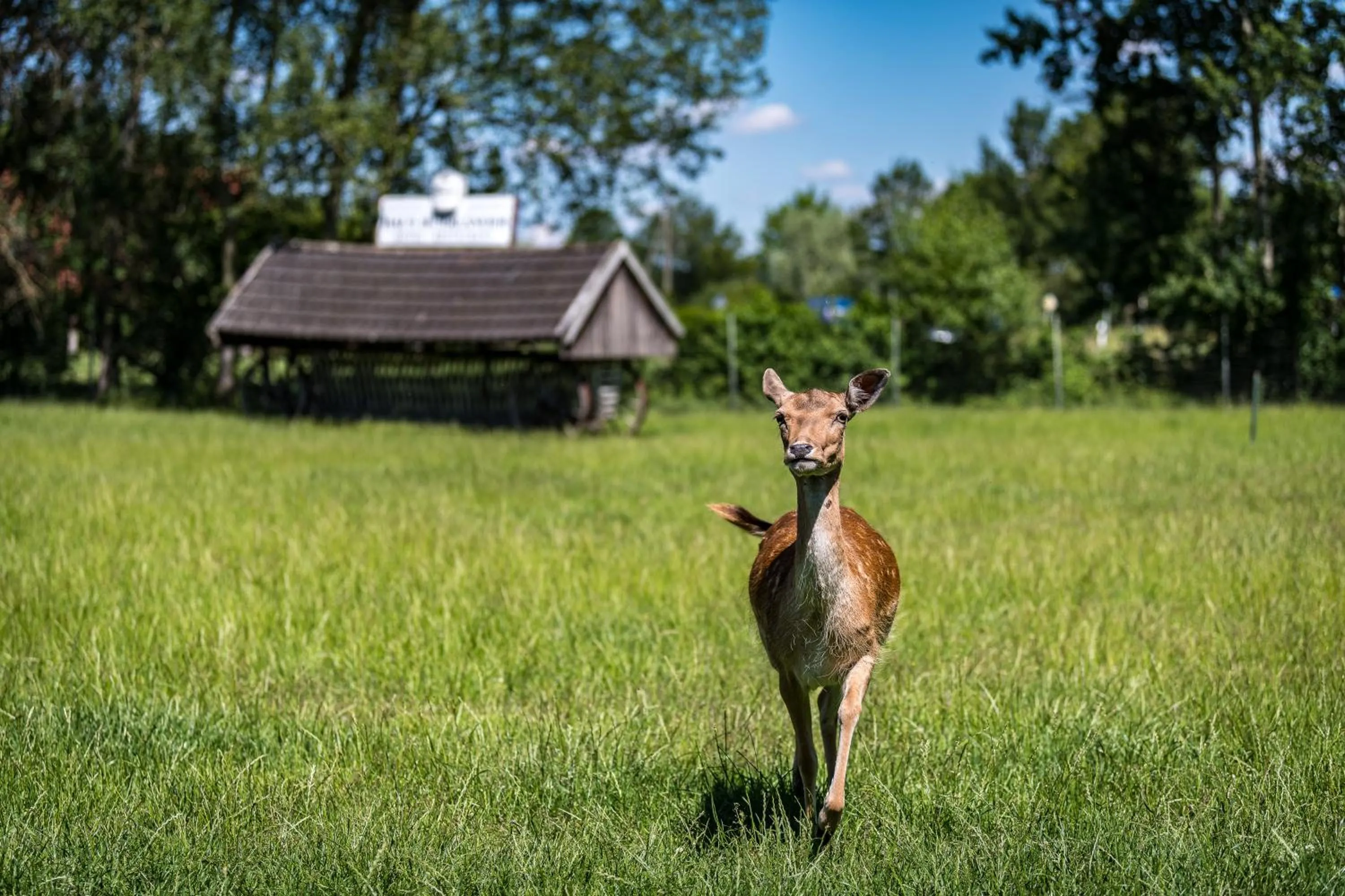 Animals in Hotel Hüerländer