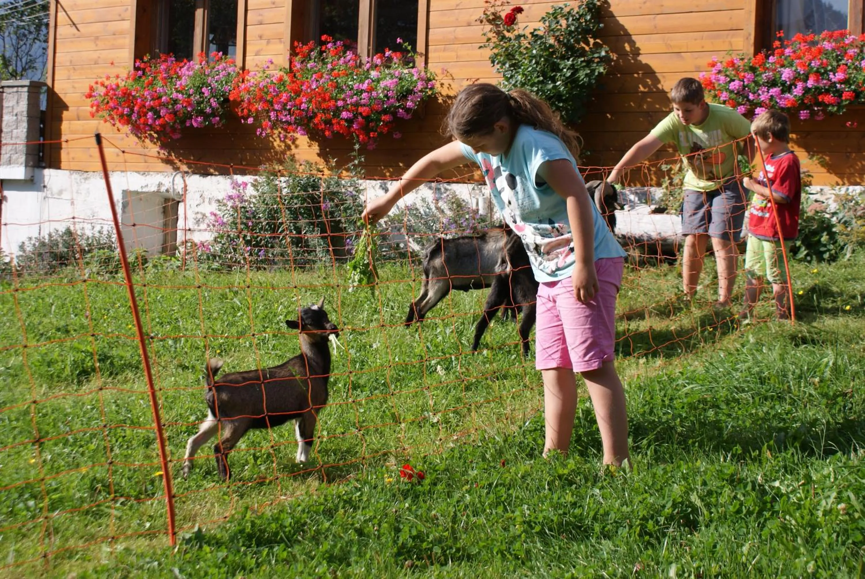 Pets in Pension Stammerhof