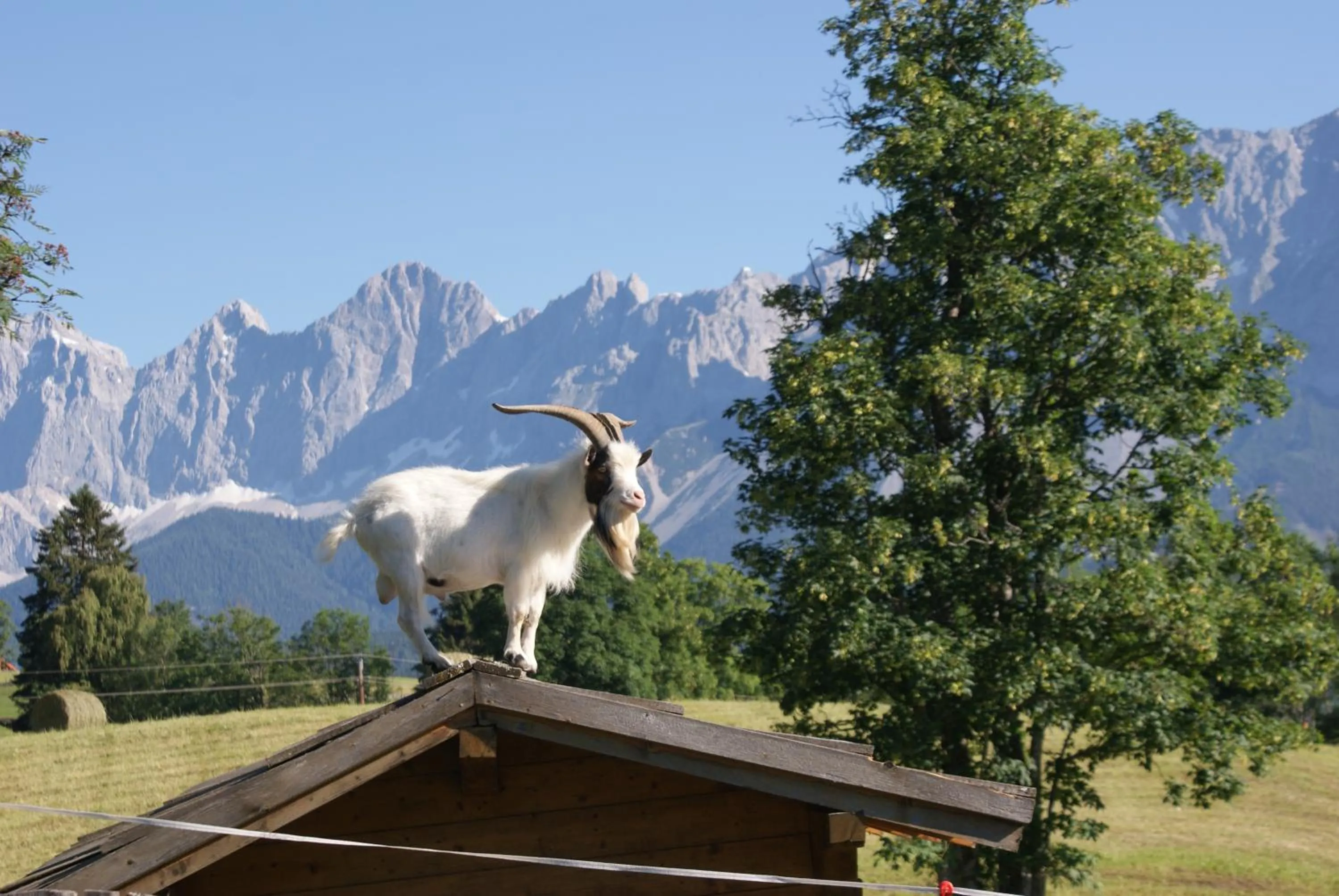 Pets in Pension Stammerhof