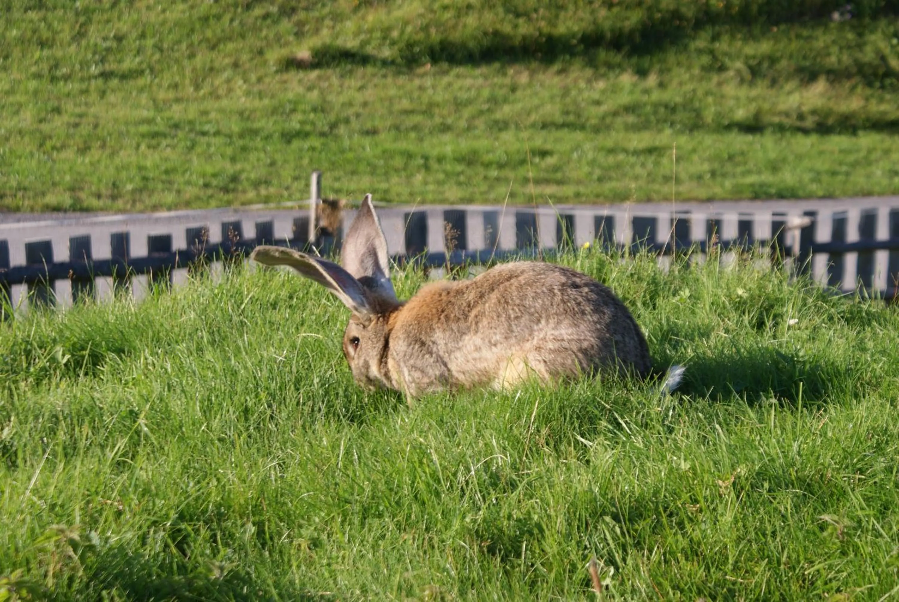 Pets in Pension Stammerhof