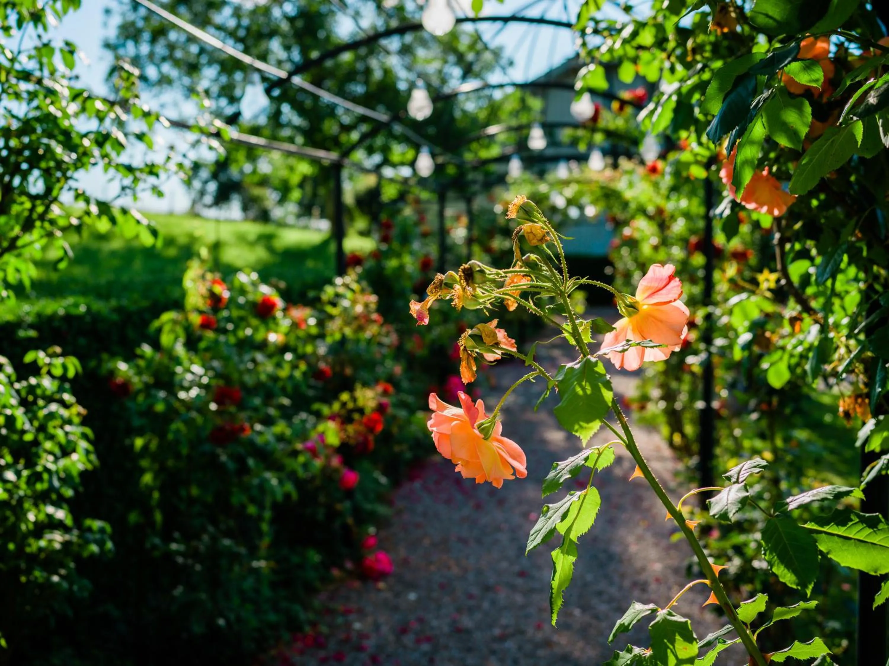 Garden in Schloss Freudenfels