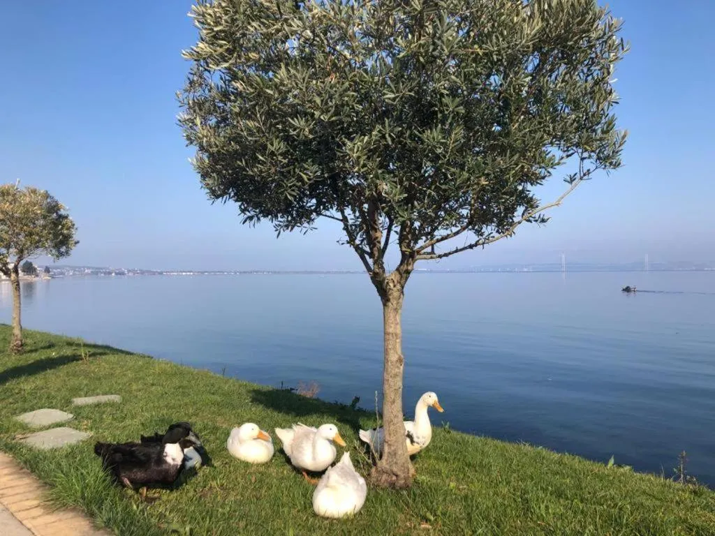 Animals in Blue Pier Hotel