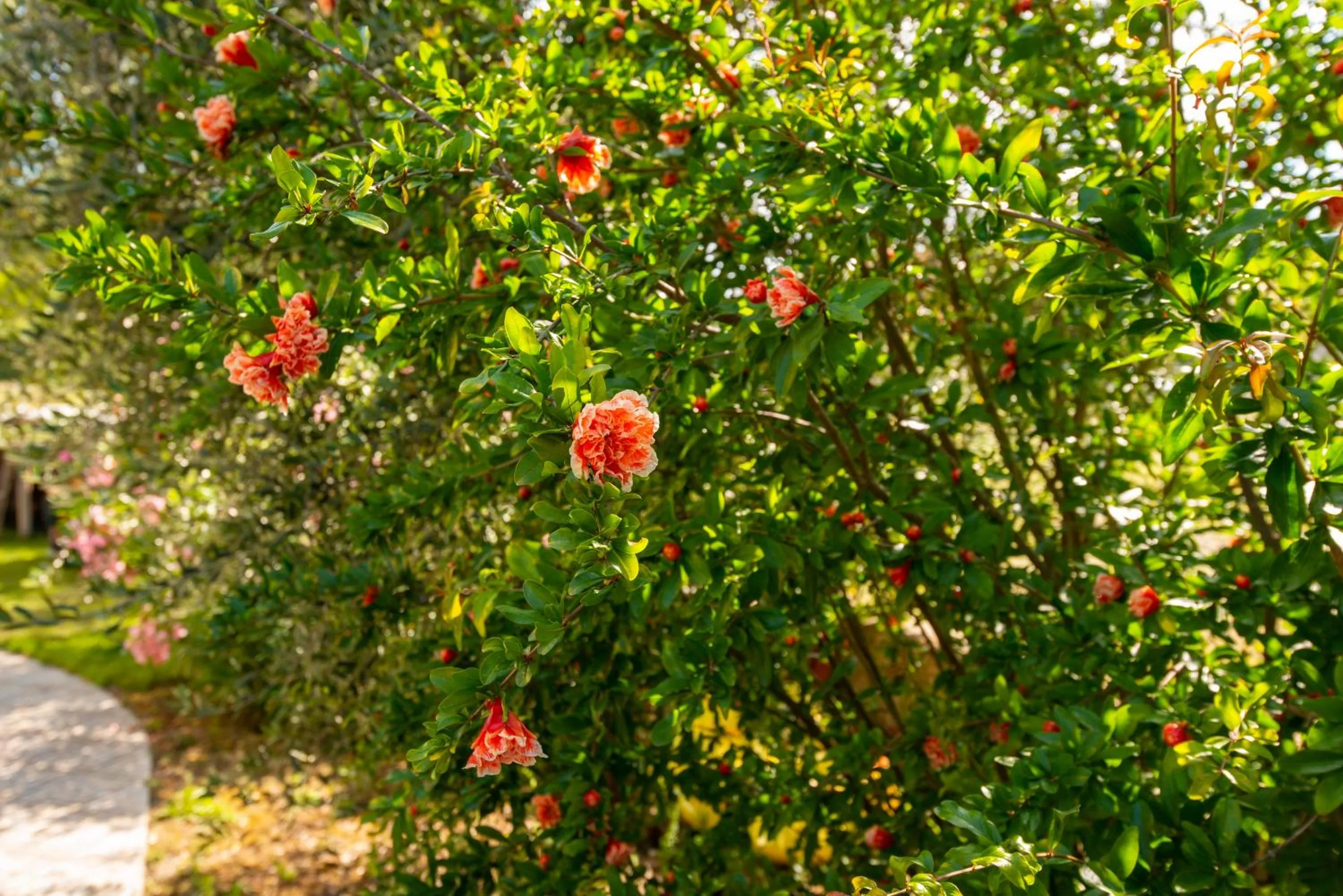 Garden in Nel Conero Affittacamere