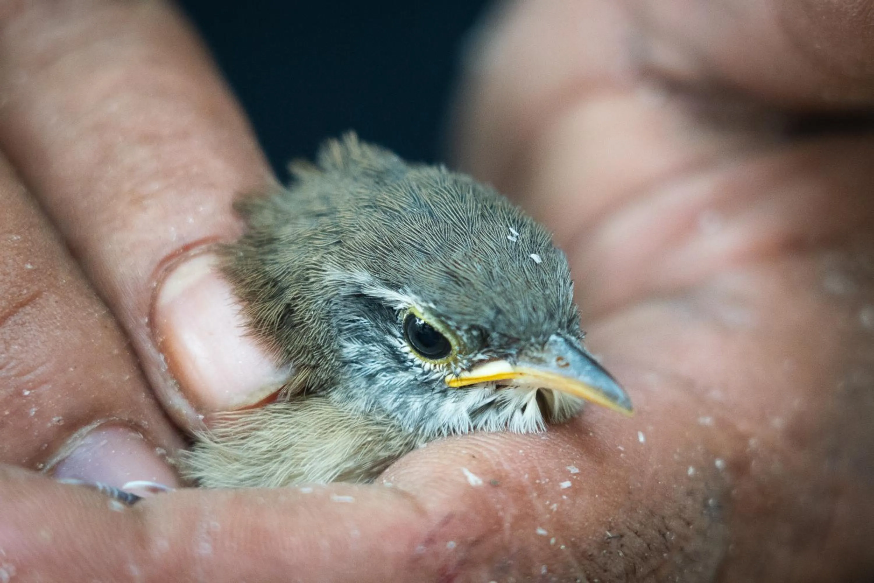 Animals in Kawabonga
