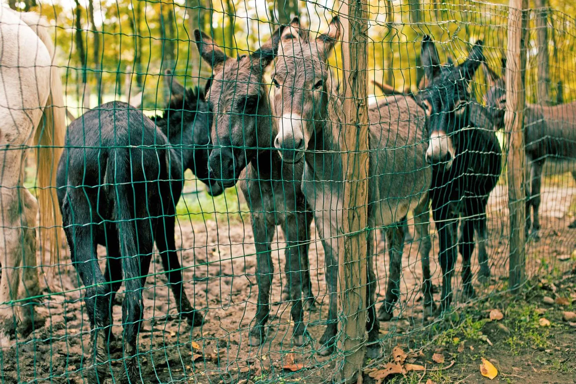 Animals in Podere Brughee