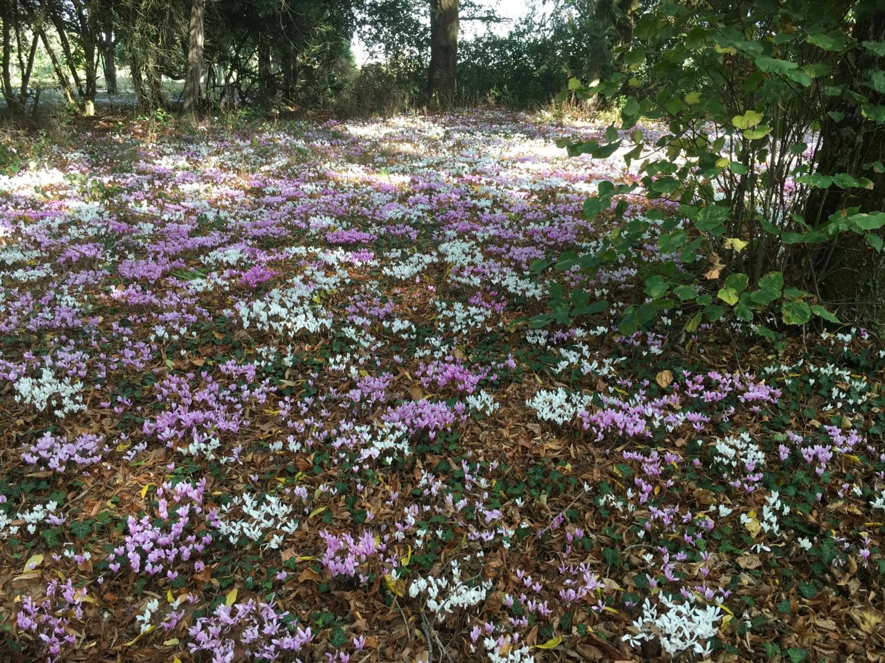 Natural landscape in Château de Praslins