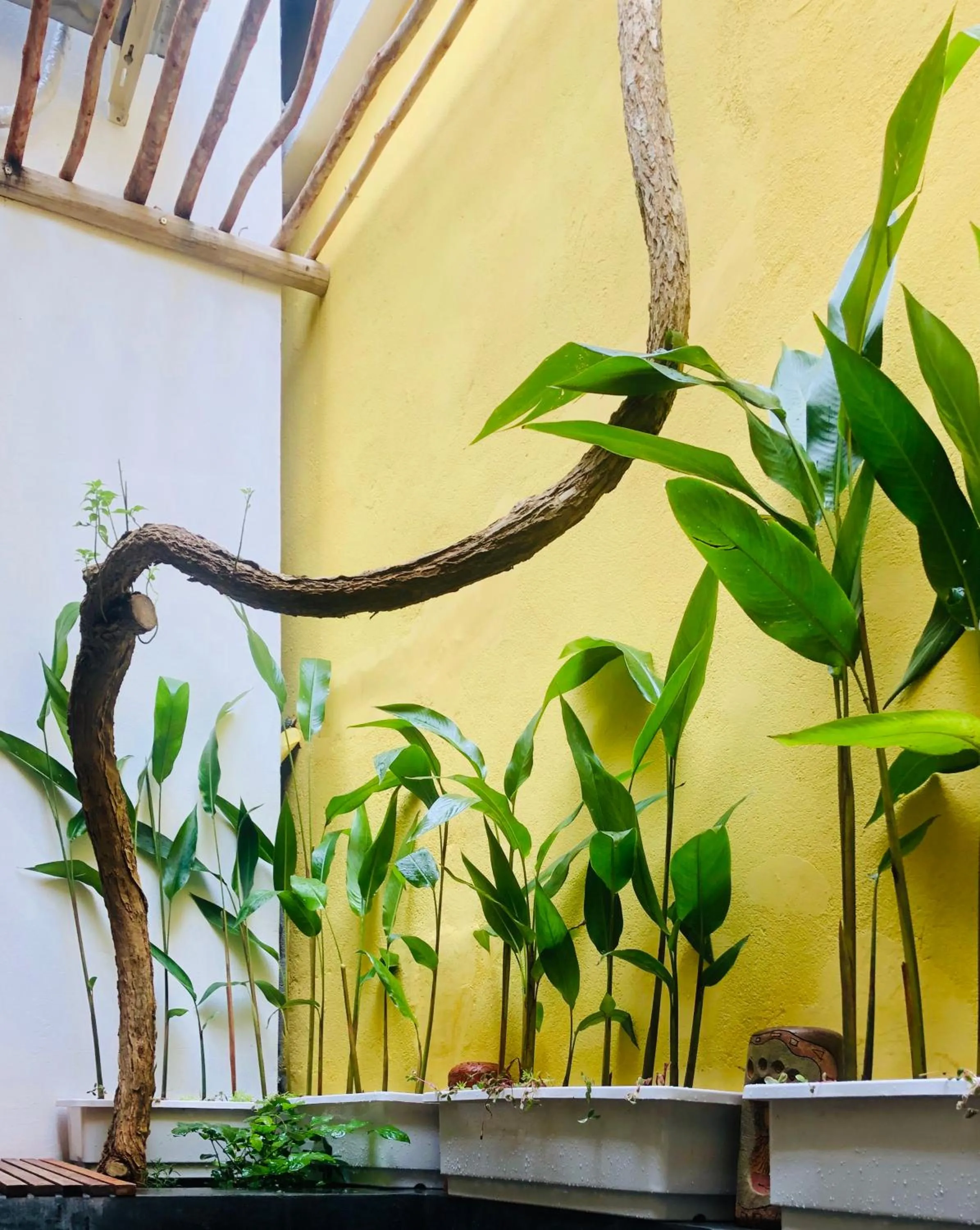 Garden in Leranda Homestay