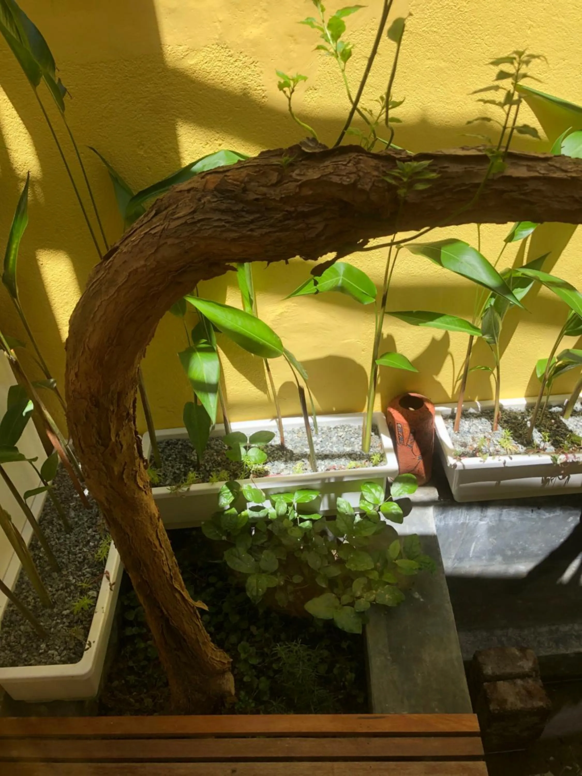 Garden in Leranda Homestay