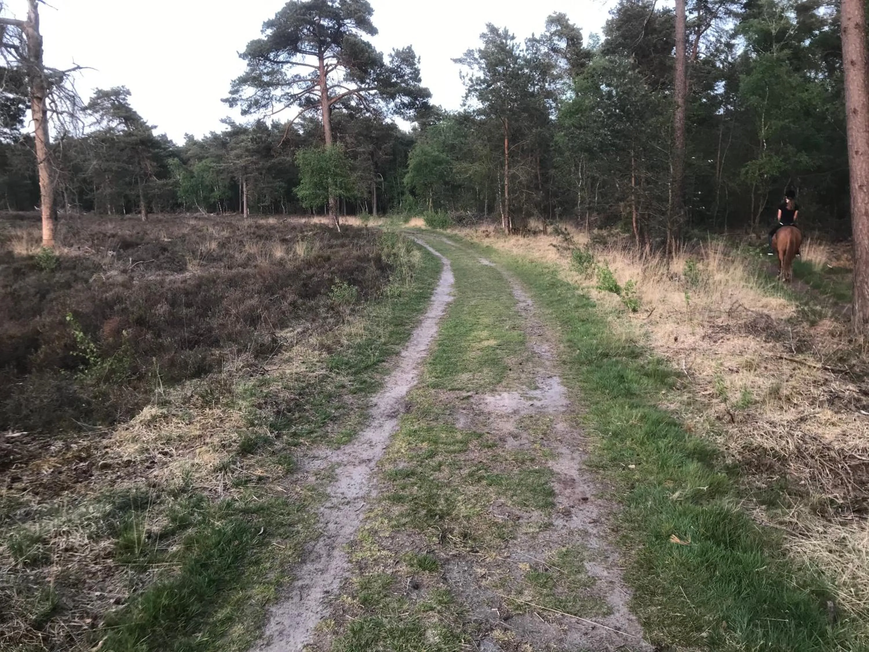 Natural landscape in Wildenborcherhof