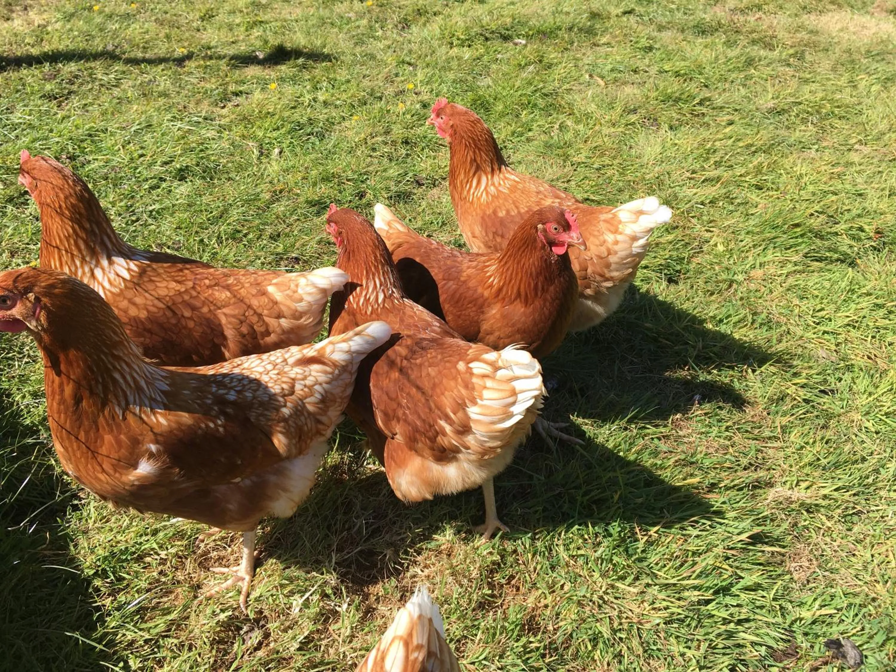 Breakfast in Kerryanna Country House Bed and Breakfast