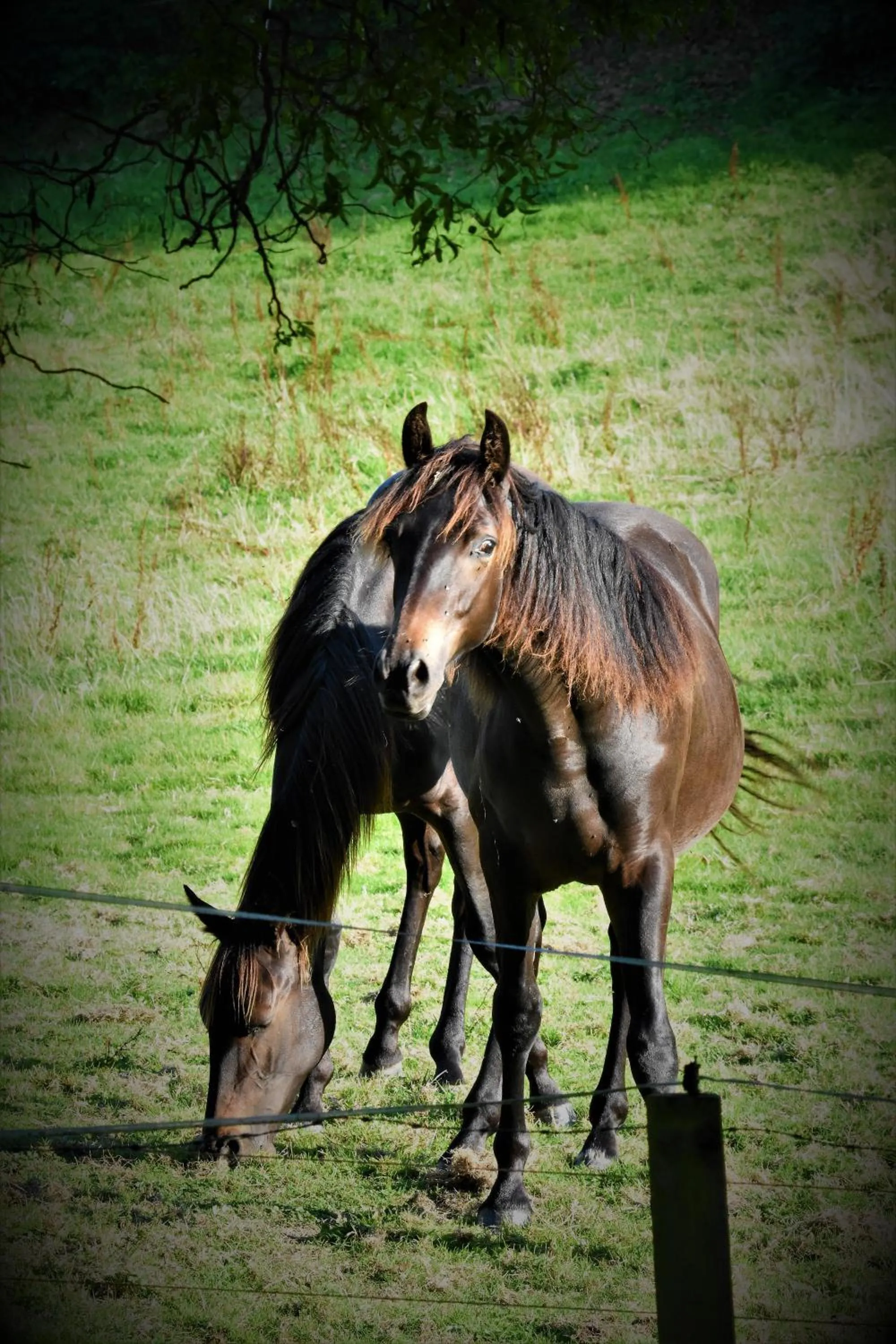 Pets in Kerryanna Country House Bed and Breakfast