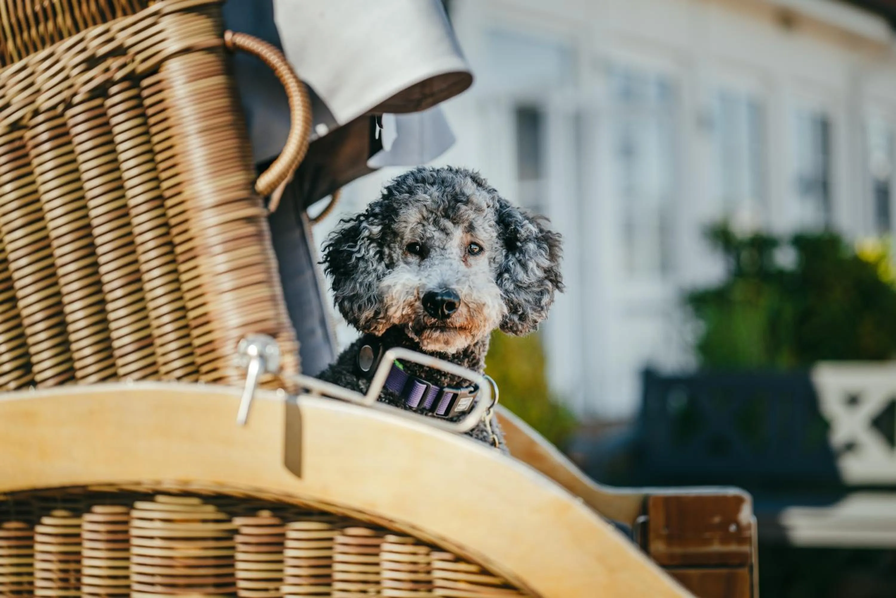 Pets in Hotel Wassersleben
