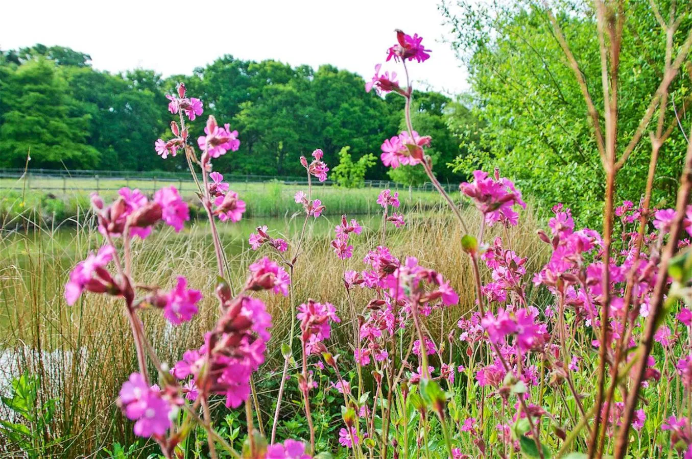 Garden in Northlands Farm - Old Farm Cottage