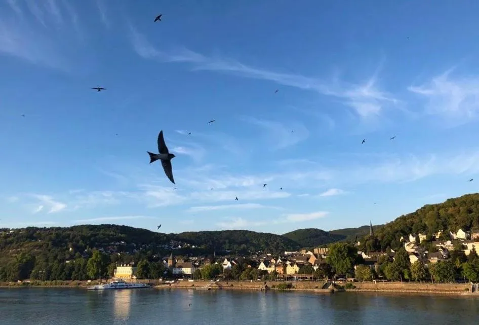 View (from property/room) in RheinVilla ARTE