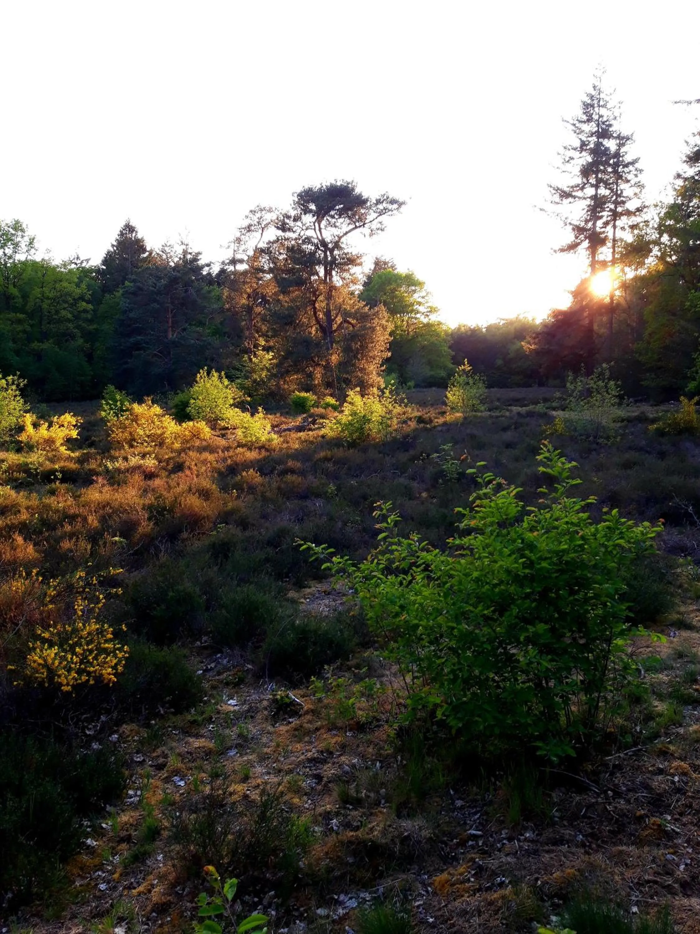 Natural landscape in 't Buitenverblijf Erve Punte