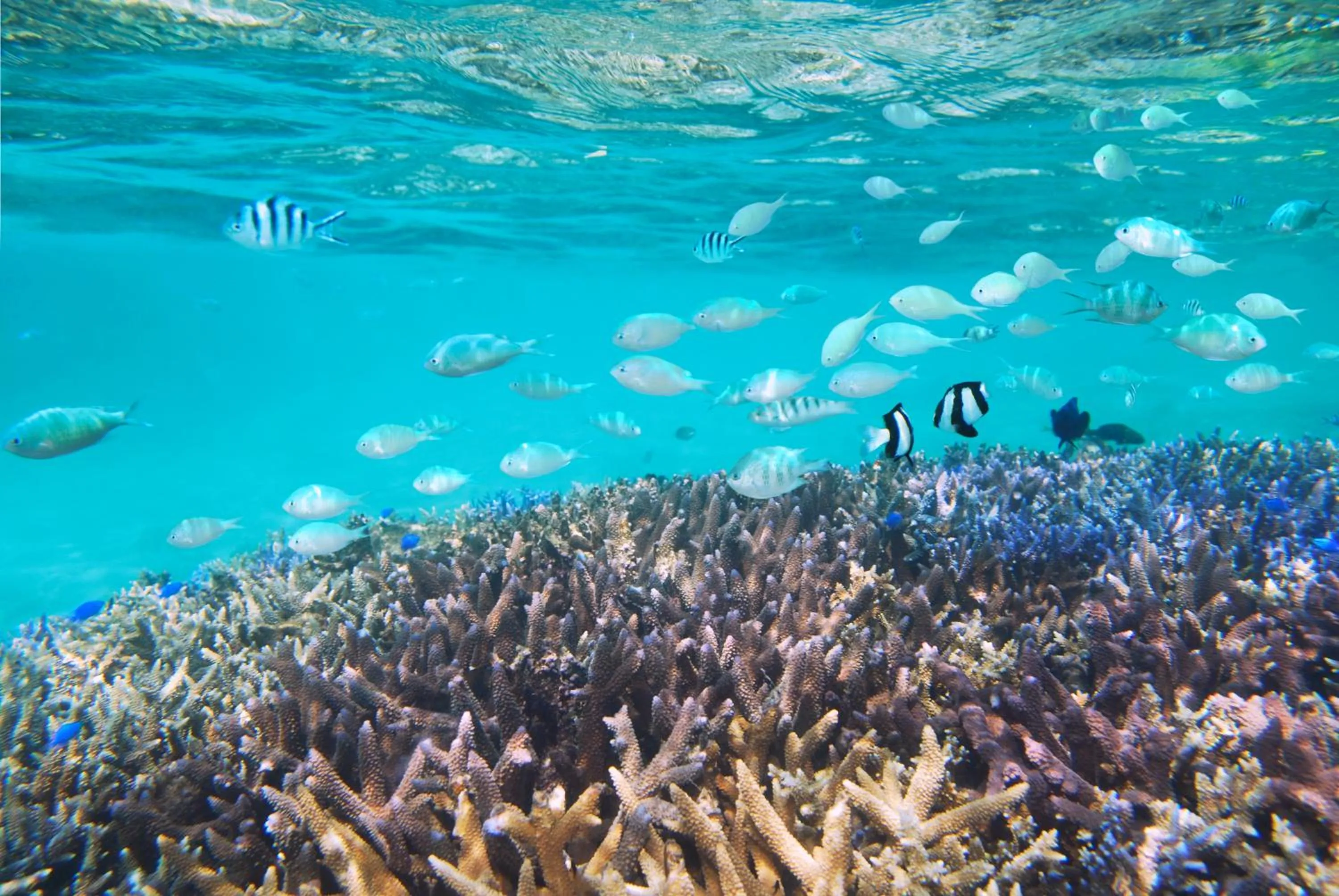 Snorkeling in Hotel Torifito Miyakojima Resort