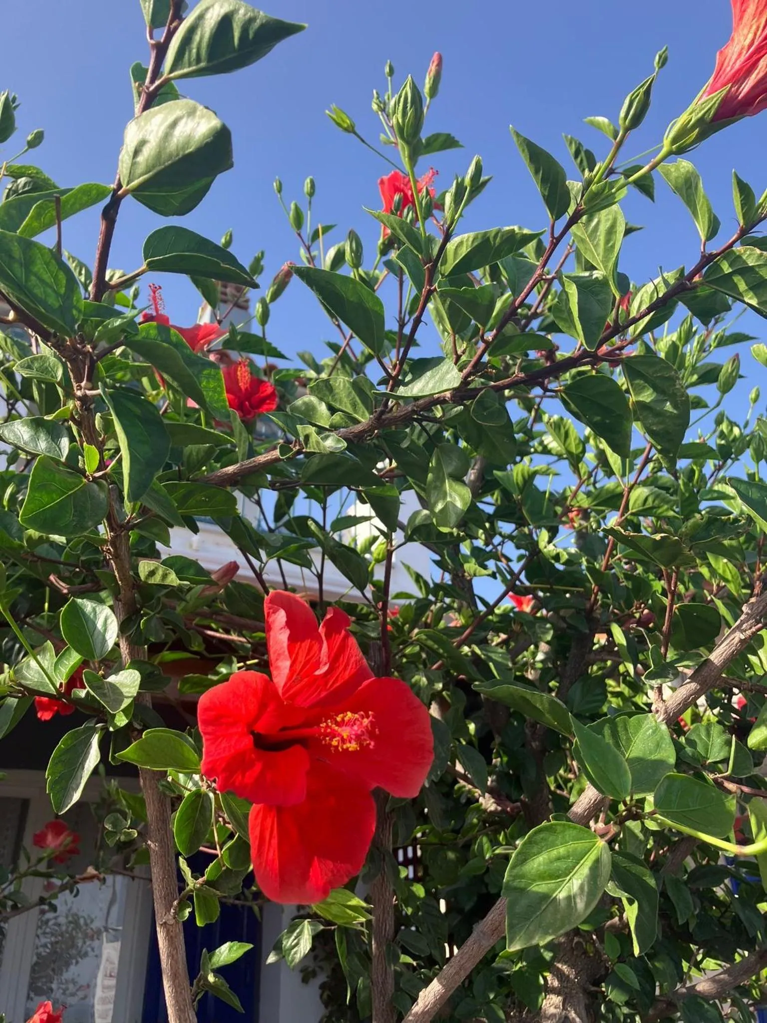 Anastasia Apartments