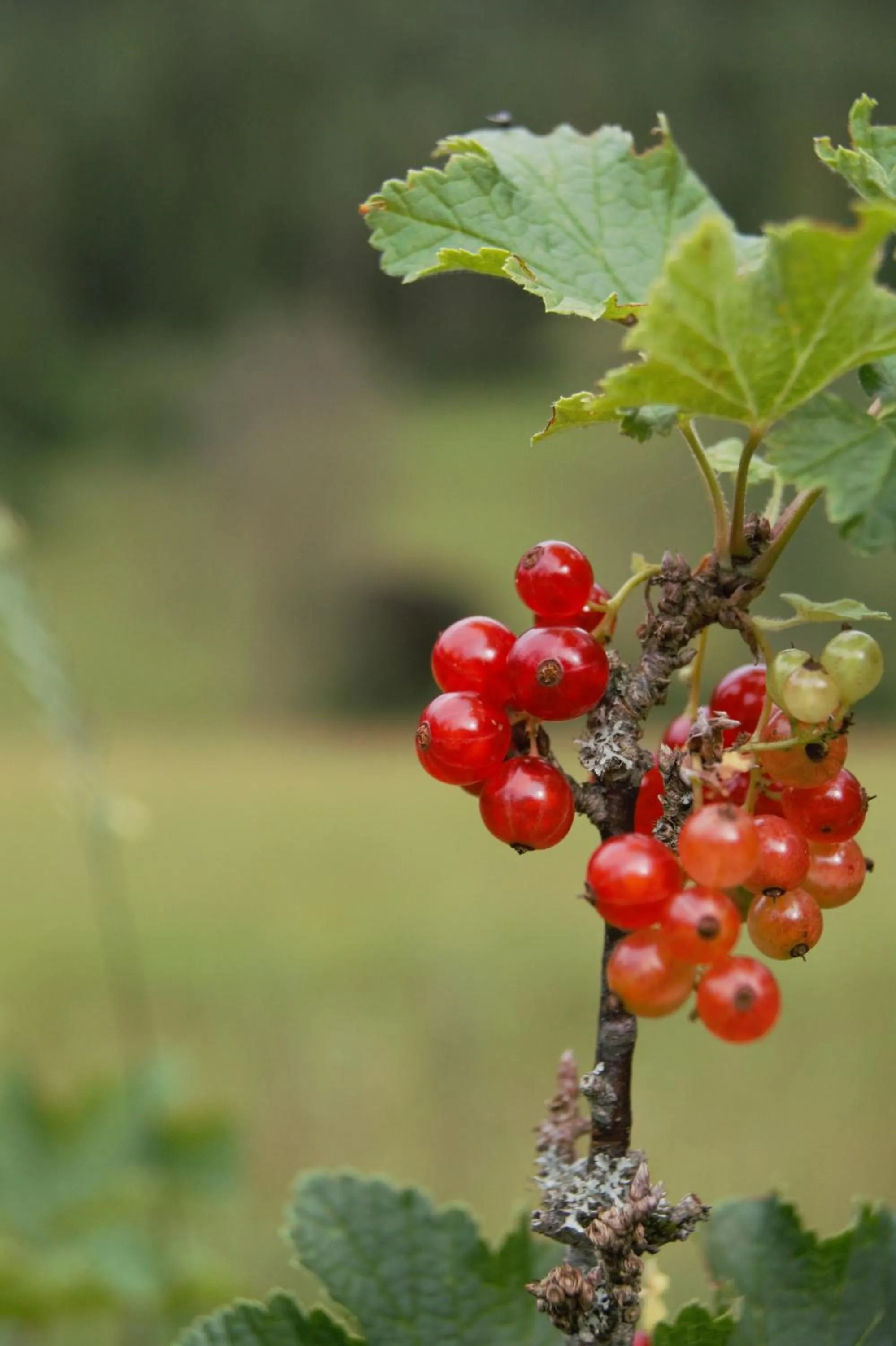 Food and drinks in LANDSITZ OBERHOF petit hôtel