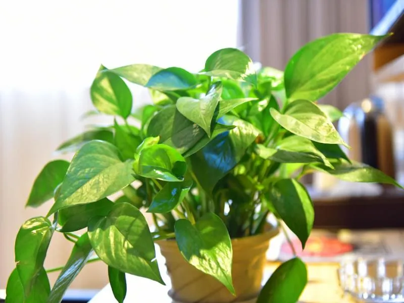 7Days Premium Chengdu Xinjin Rulin Road Subway Station Branch