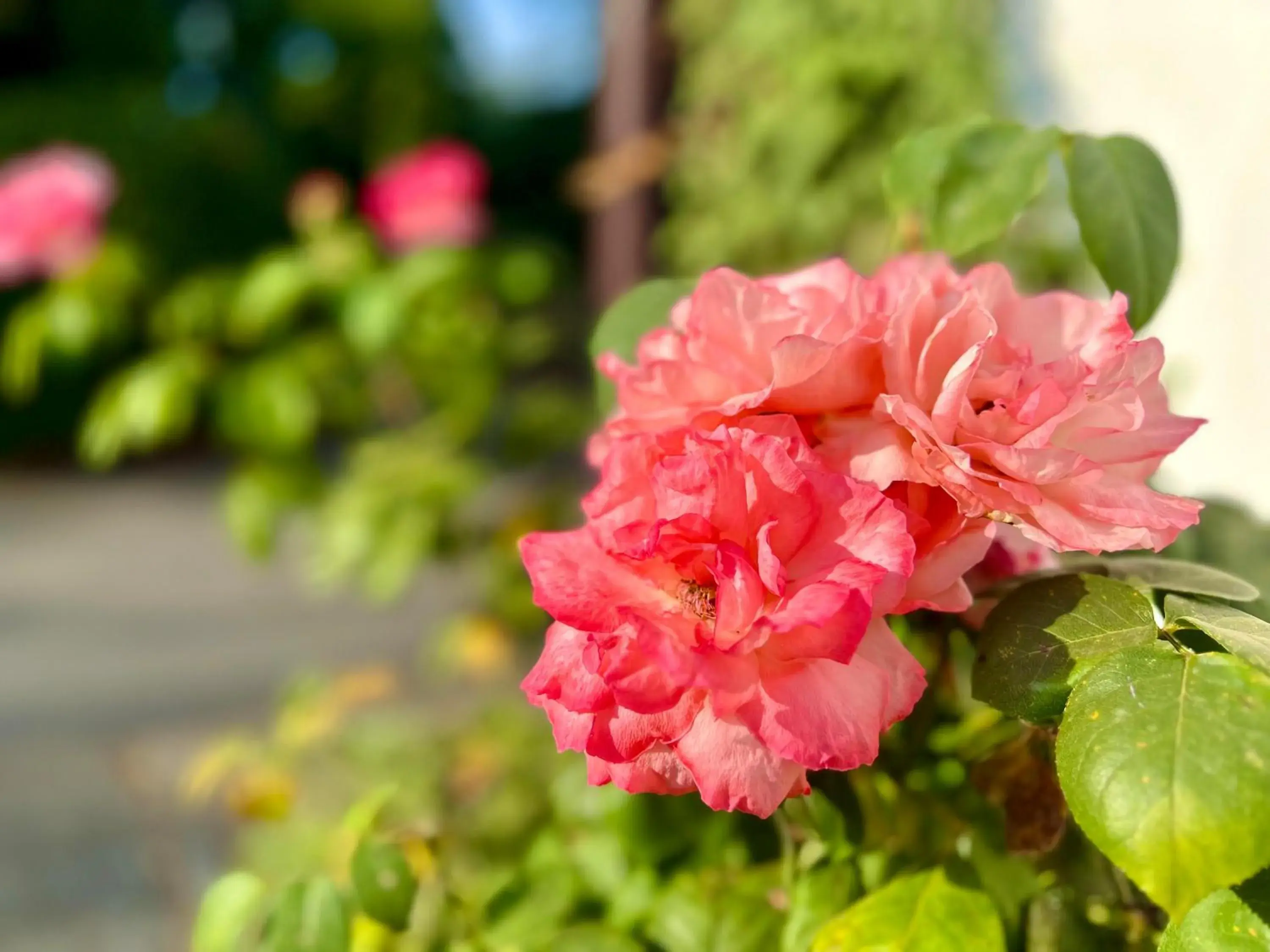 Business Single Room in Landhotel Sophienhöhe Business Single Room in Landhotel Sophienhöhe