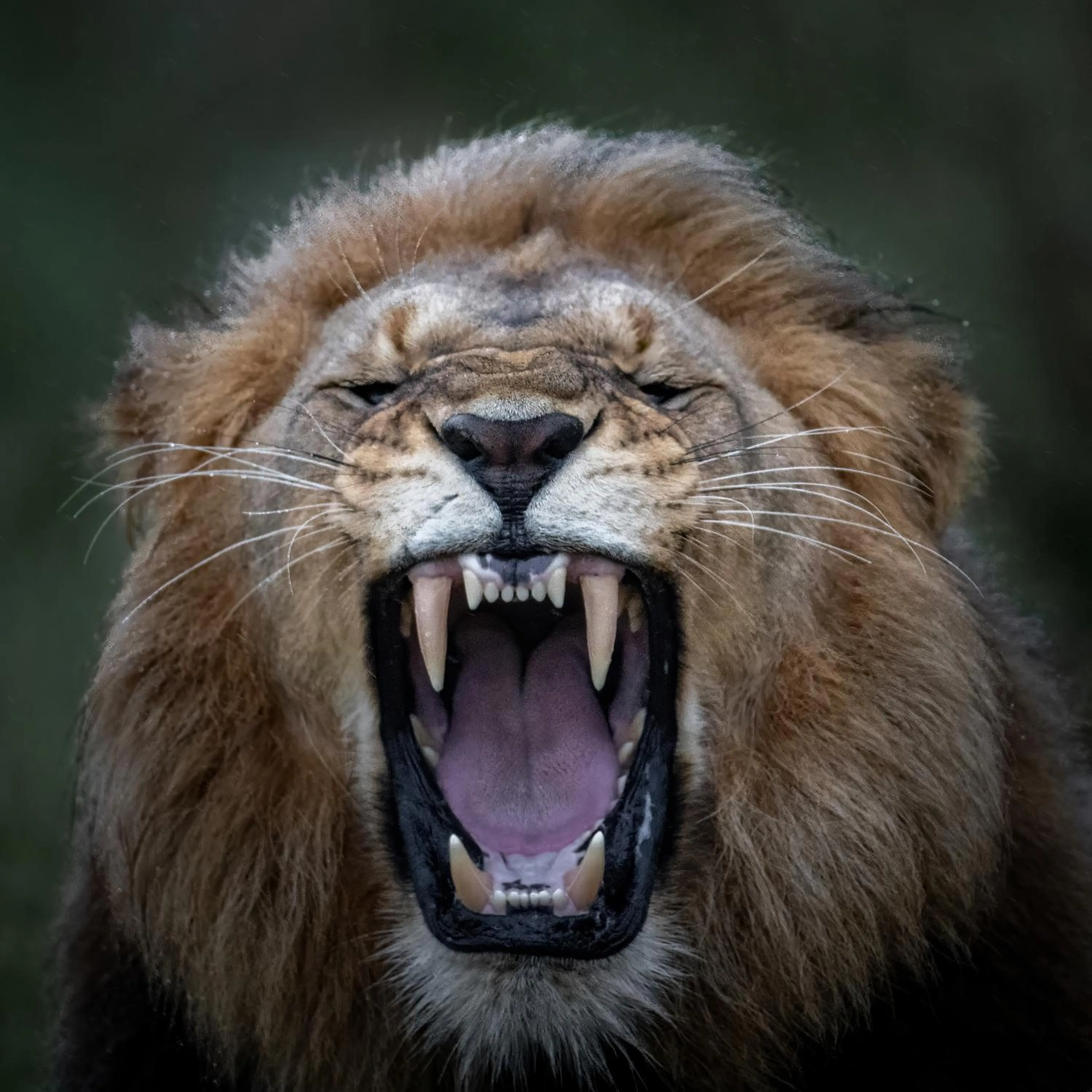 Animals in Zulu Rock Lodge - Babanango Game Reserve