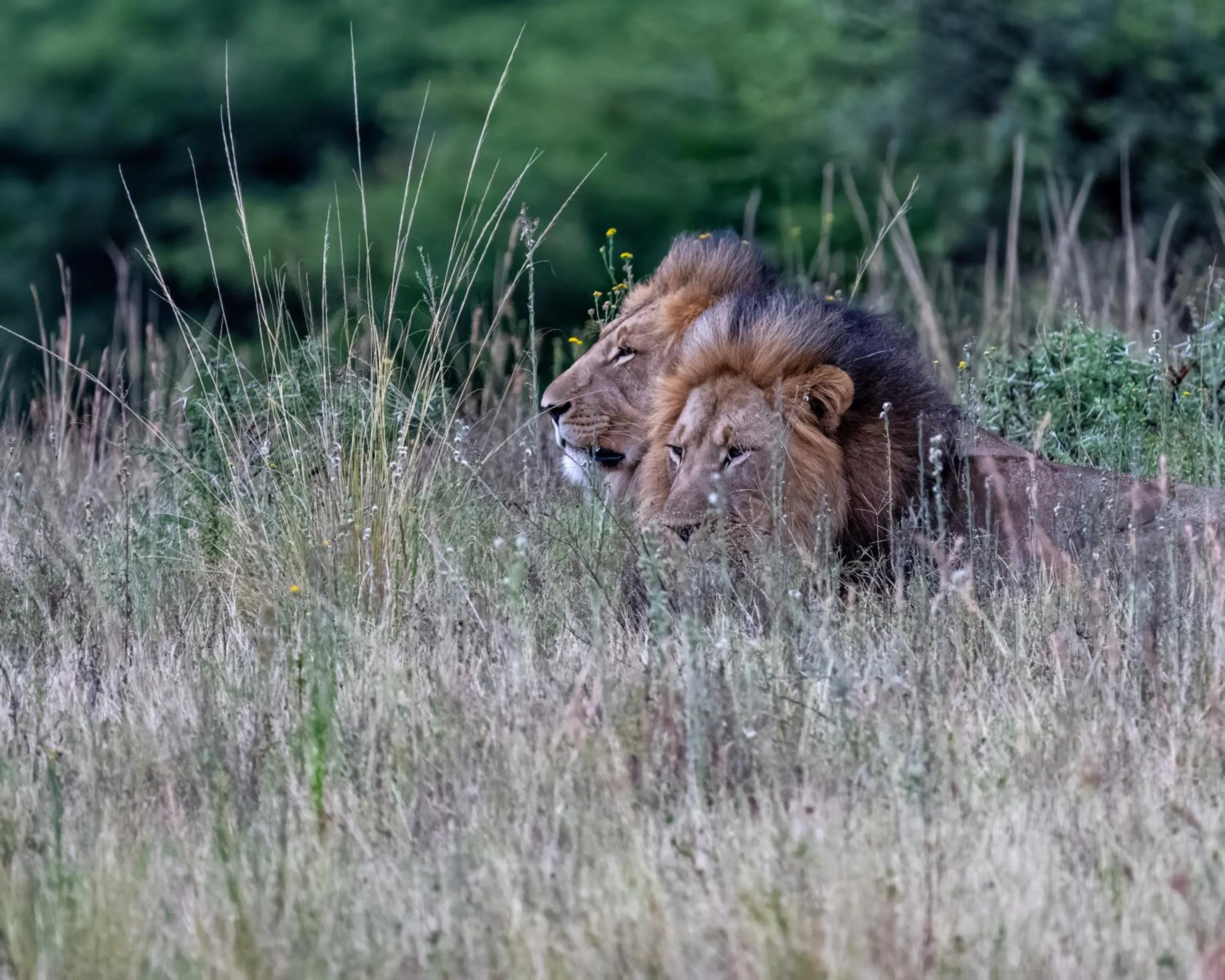 Animals in Zulu Rock Lodge - Babanango Game Reserve