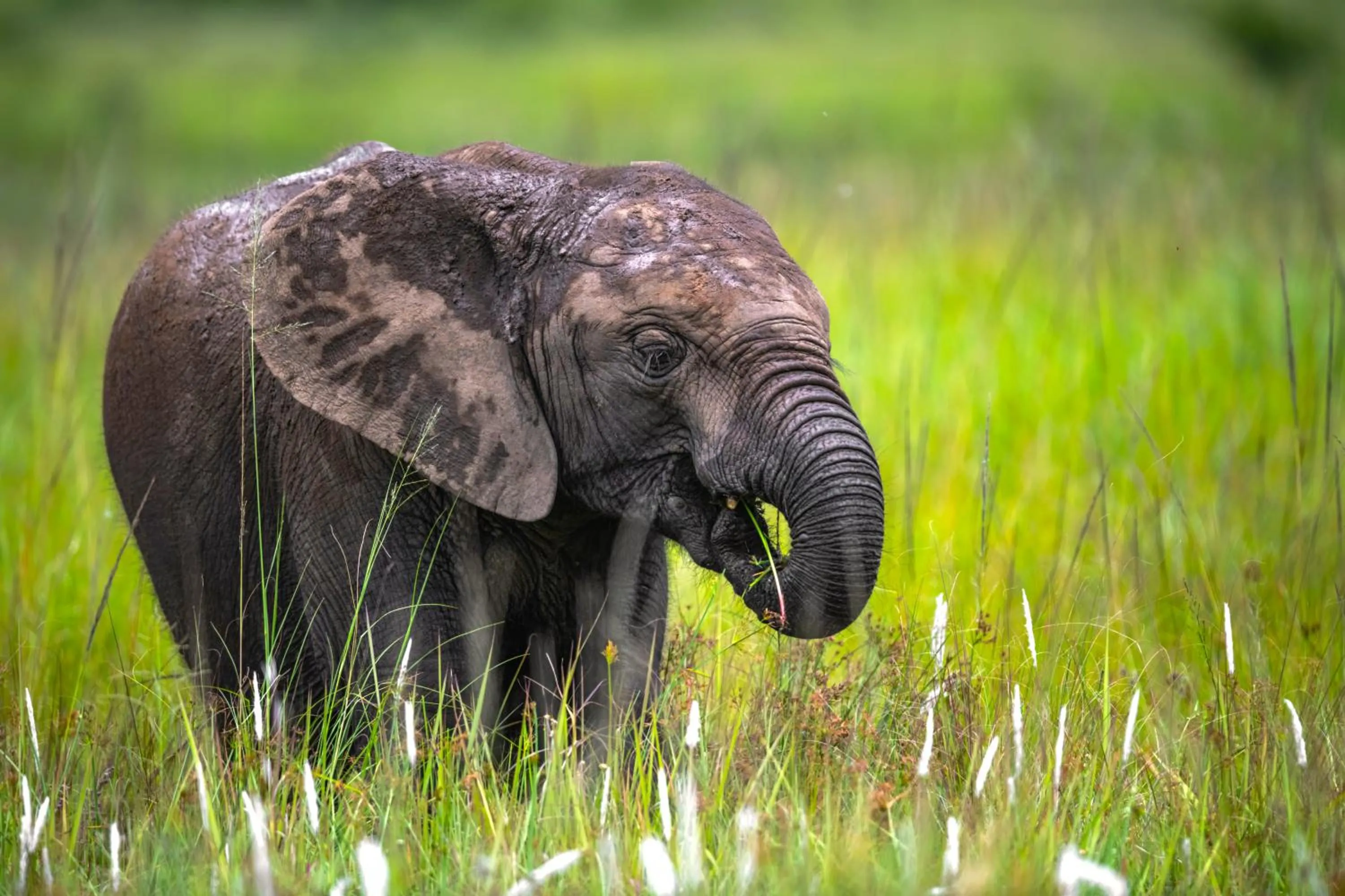 Animals in Zulu Rock Lodge - Babanango Game Reserve